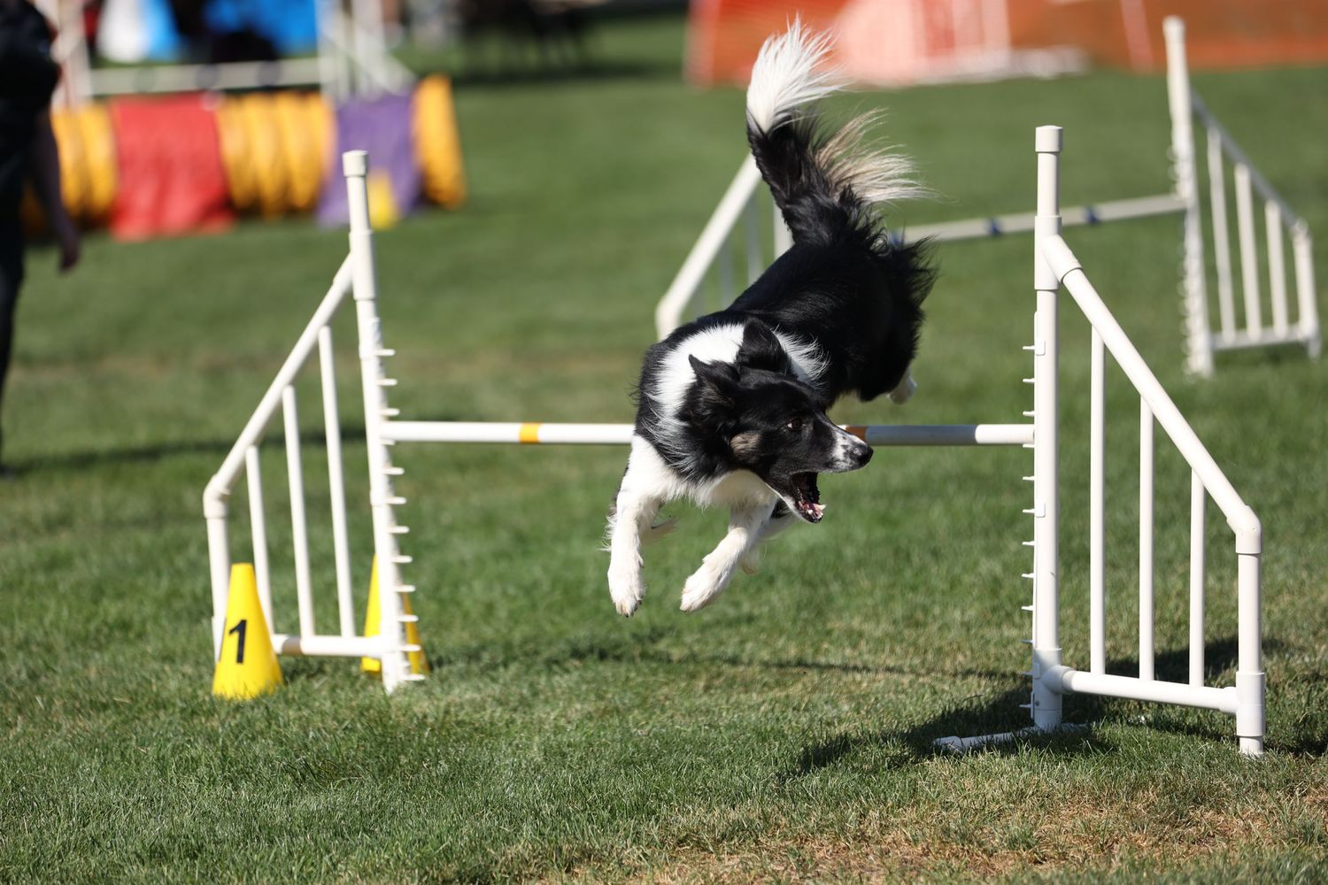 Dog agility photo