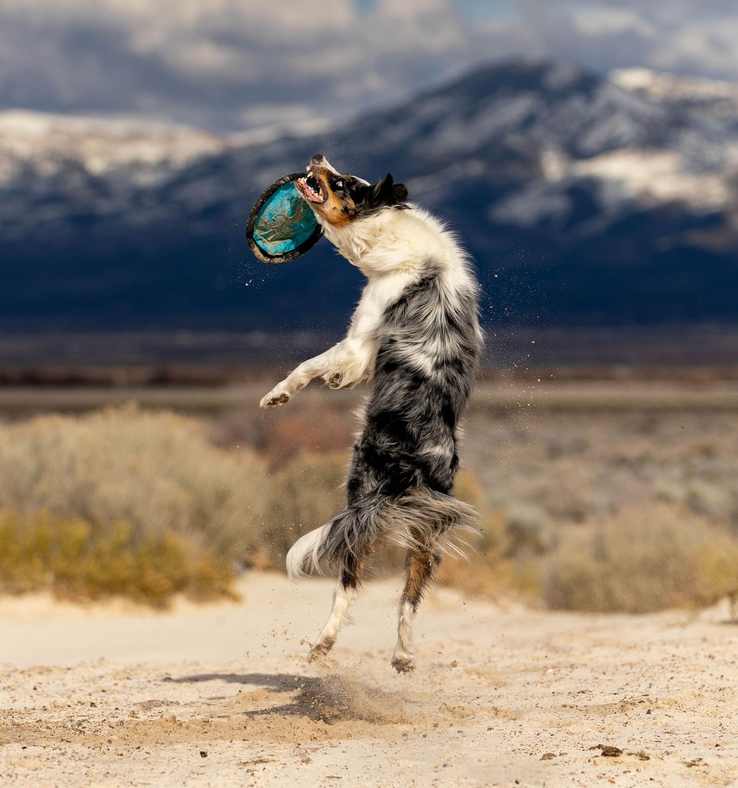 Dog Frisbee Photography