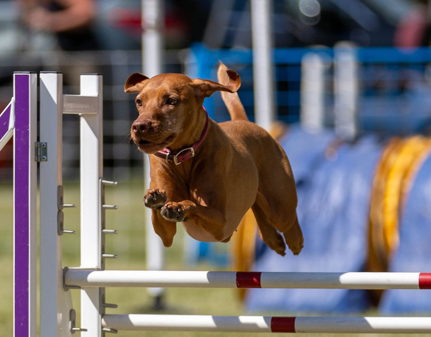 Dog agility photo