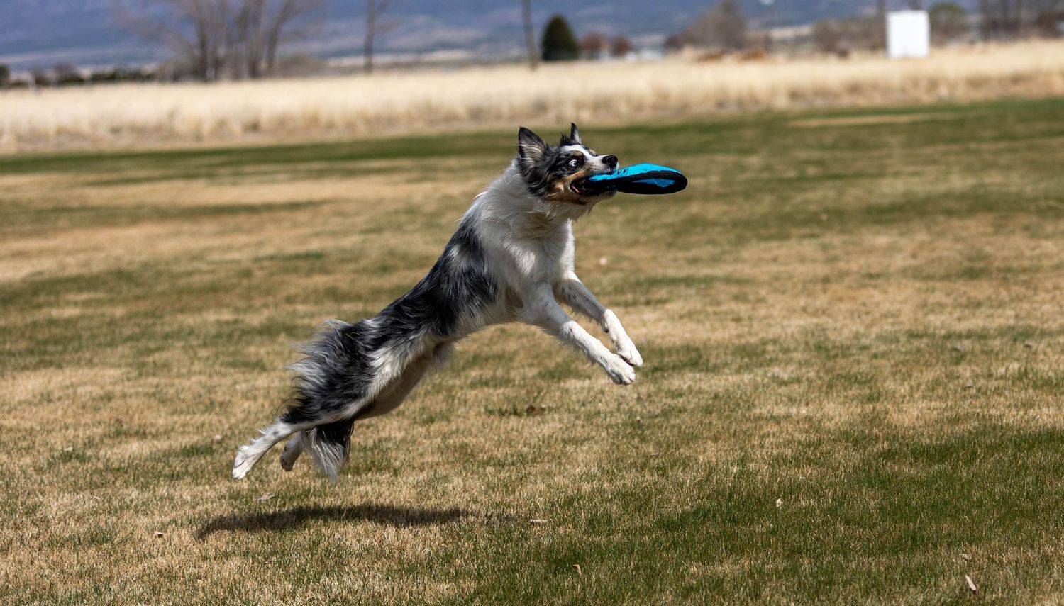 Frisbee Photography