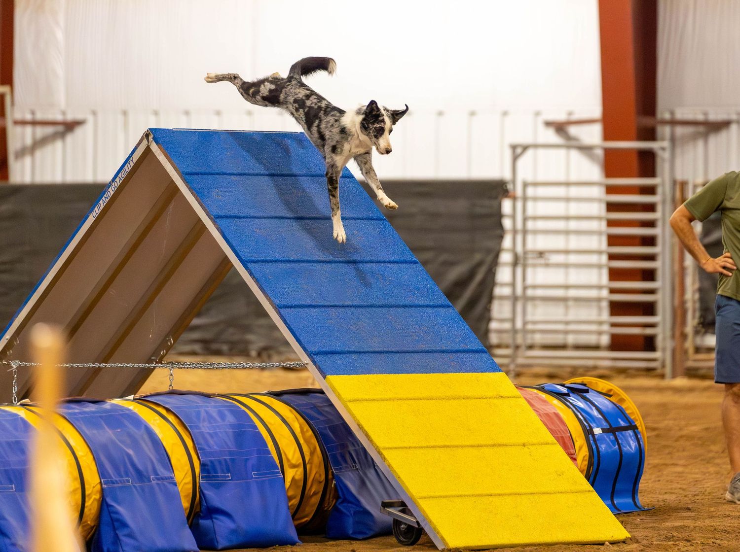 Dog agility photo