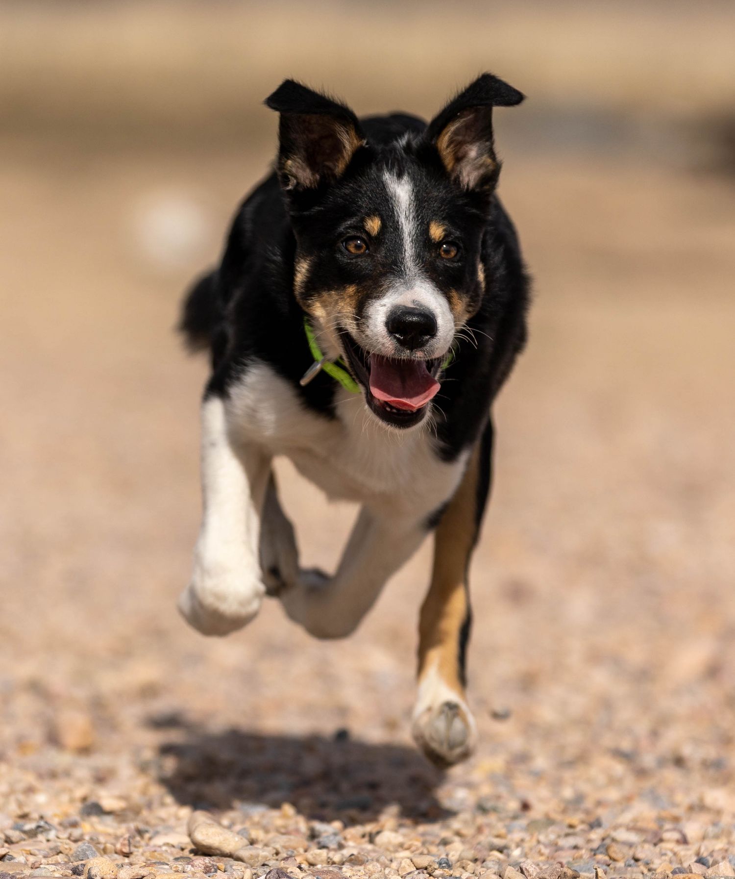 Dog action photography