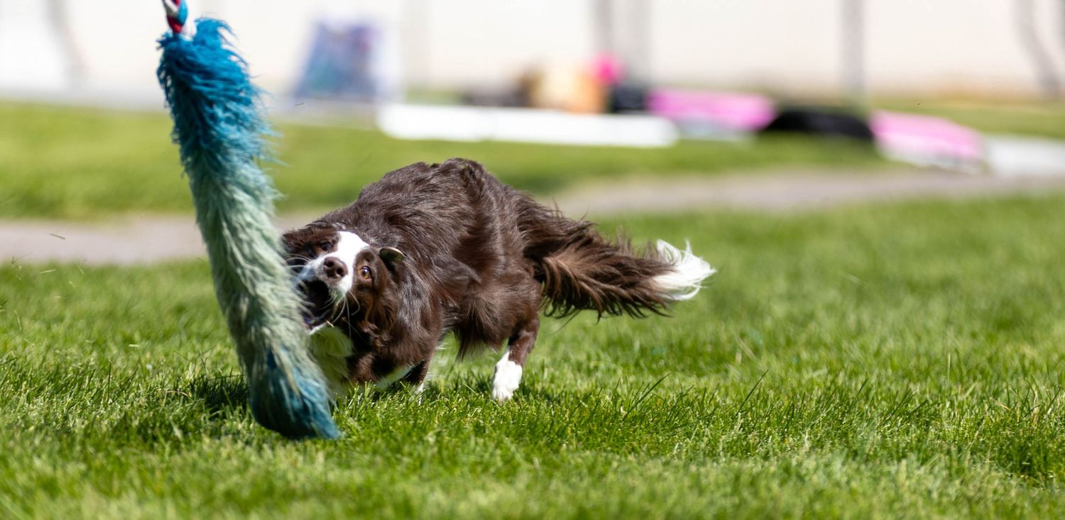 Dog action photography