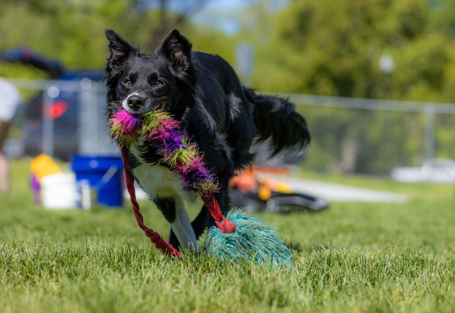 Dog action photography