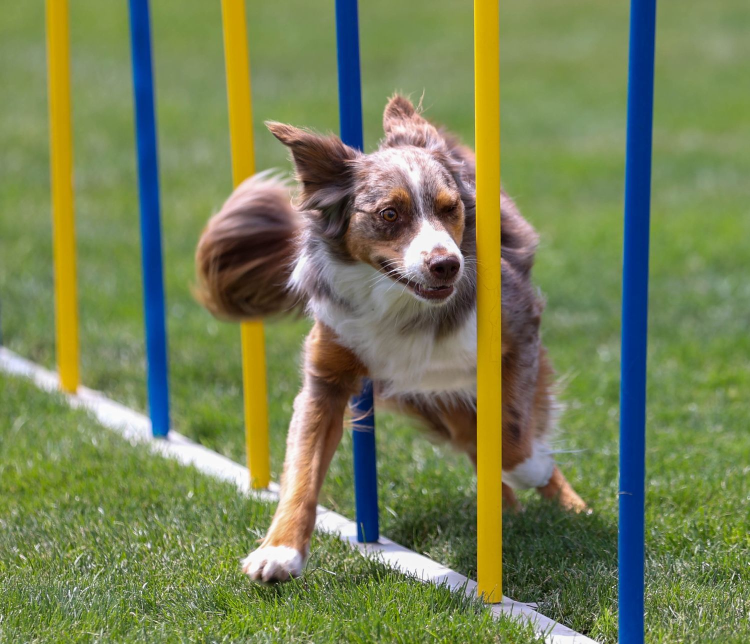 Dog agility photo