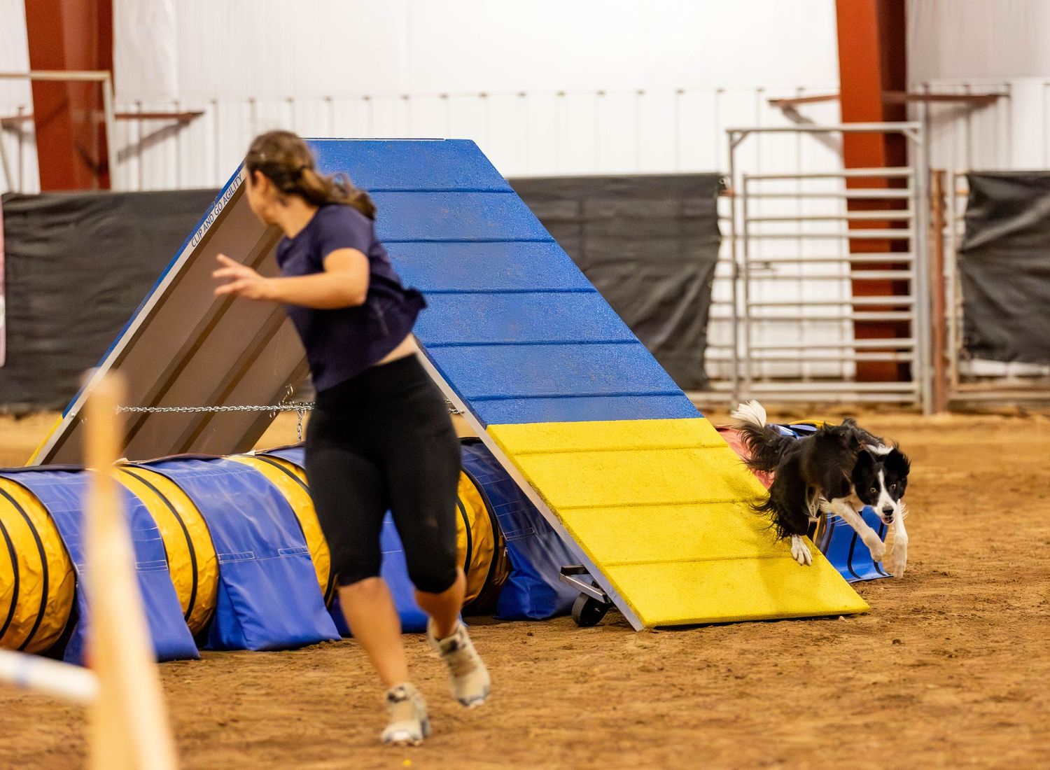 Dog agility photo