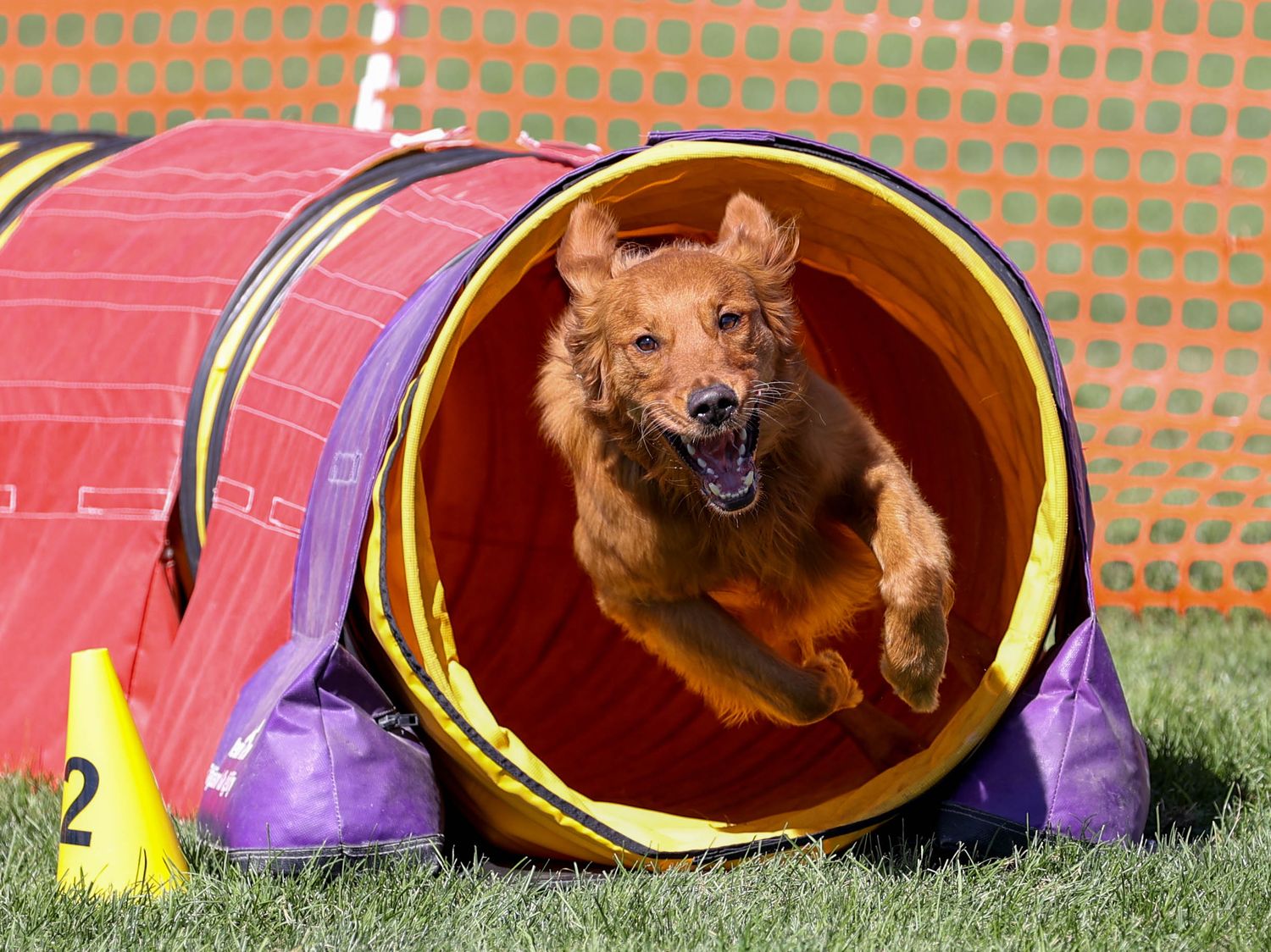 Agility Photo
