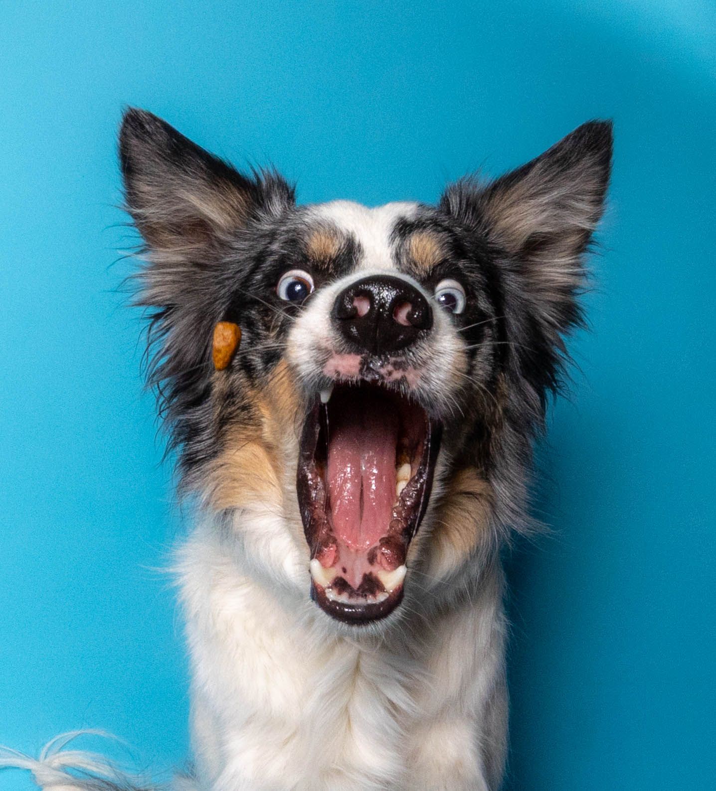 Treat catching