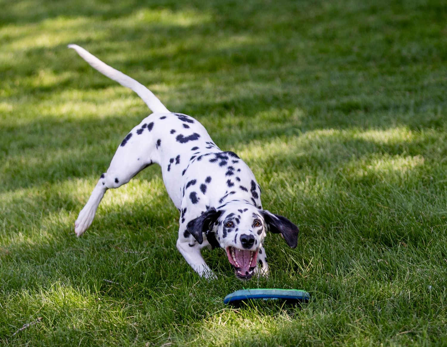 Frisbee Photography