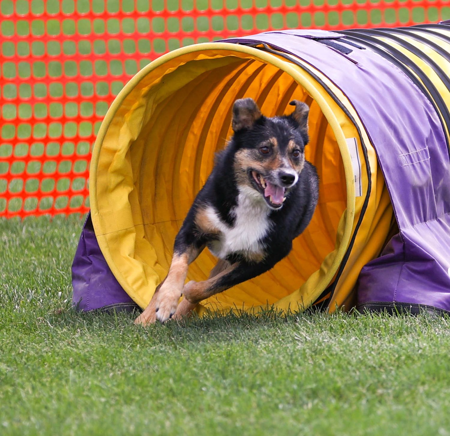Dog agility photo
