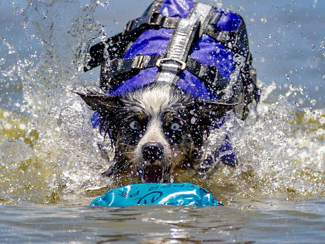 Dog Water photography