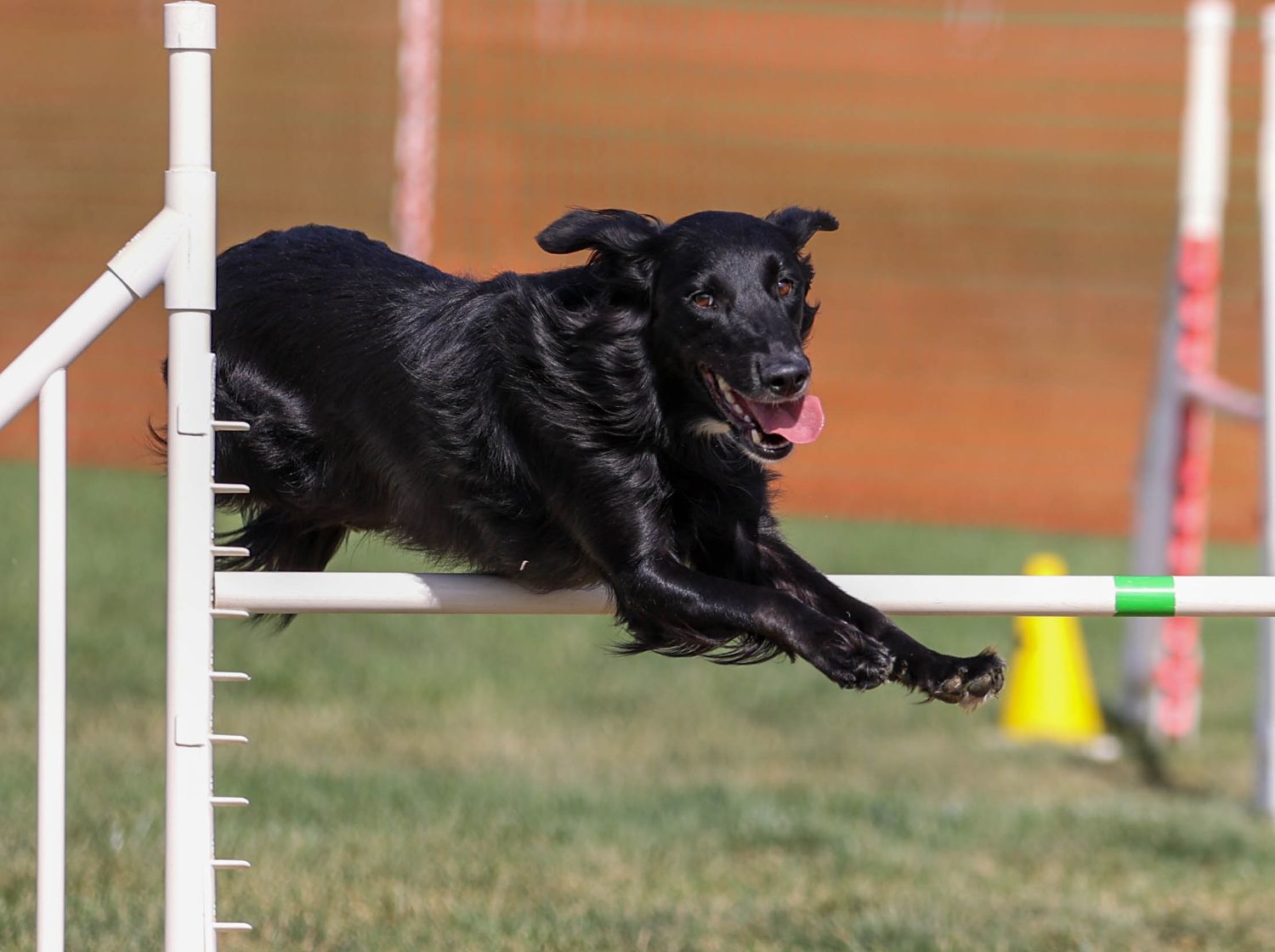 Dog agility photo