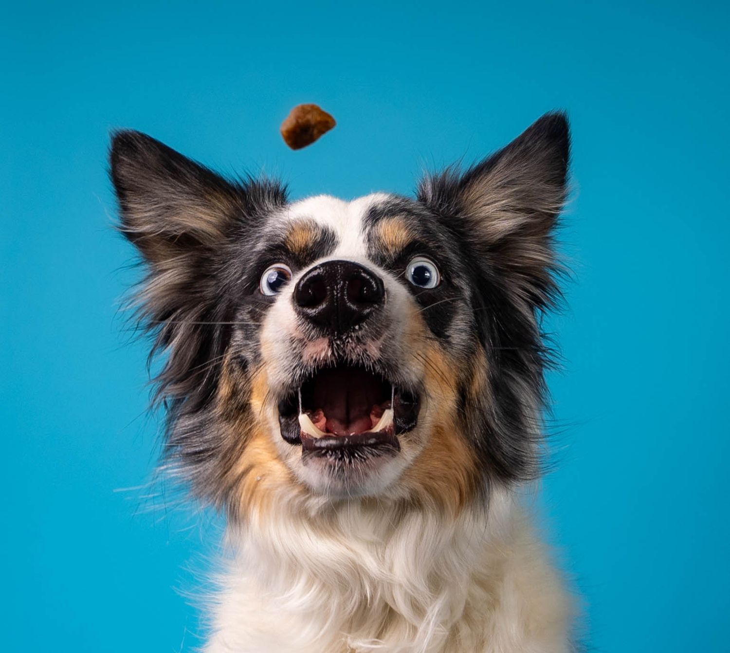 About to catch the treat