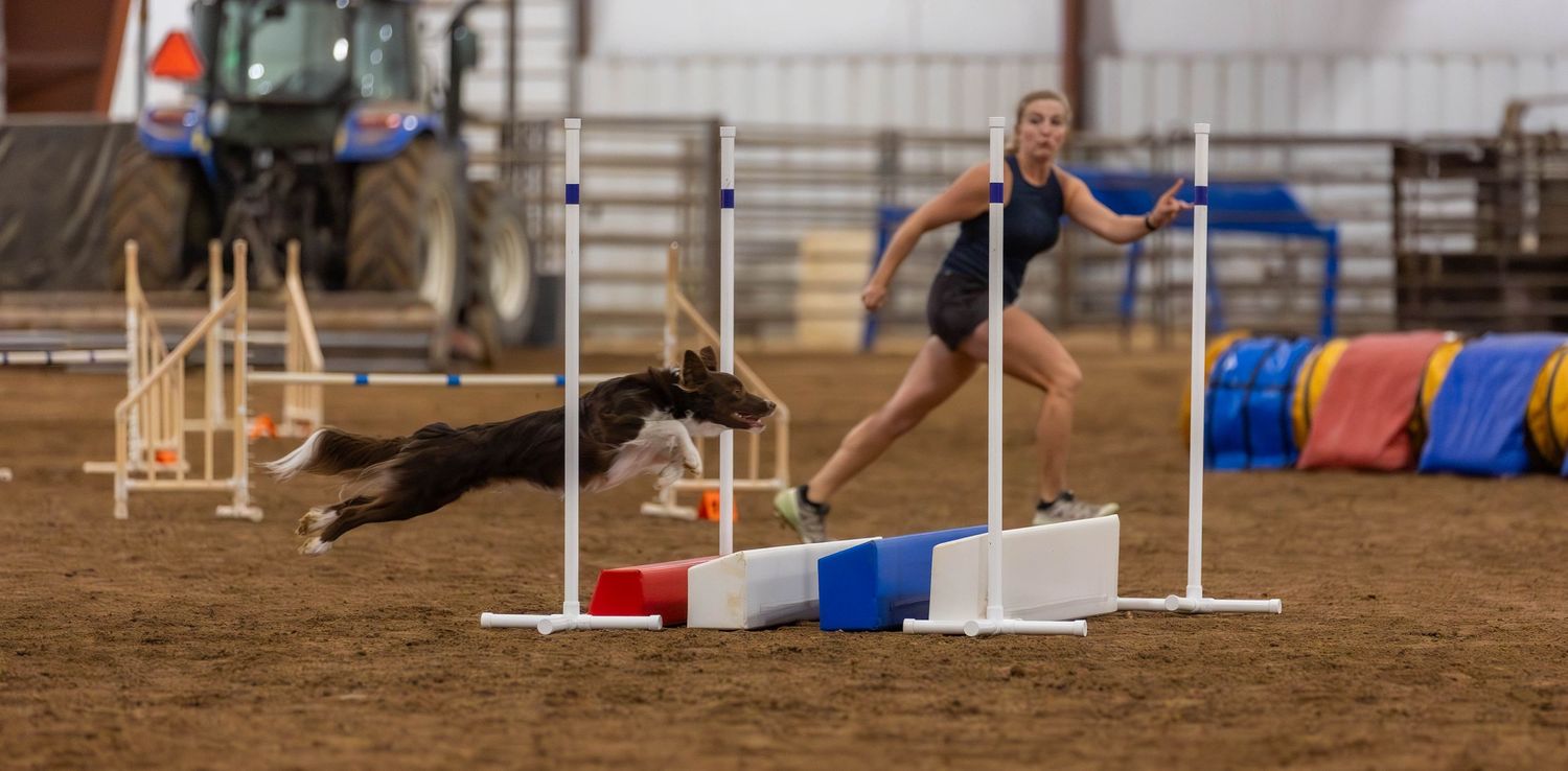 Dog agility photo