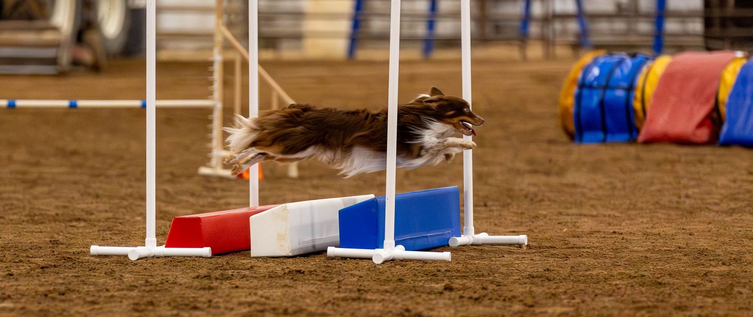 Dog agility photo