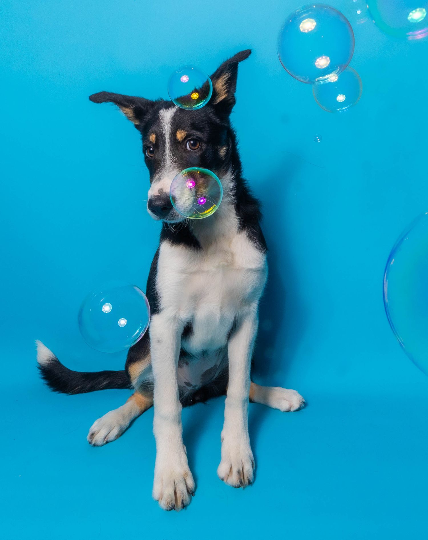 Puppy intrigued by bubbles!