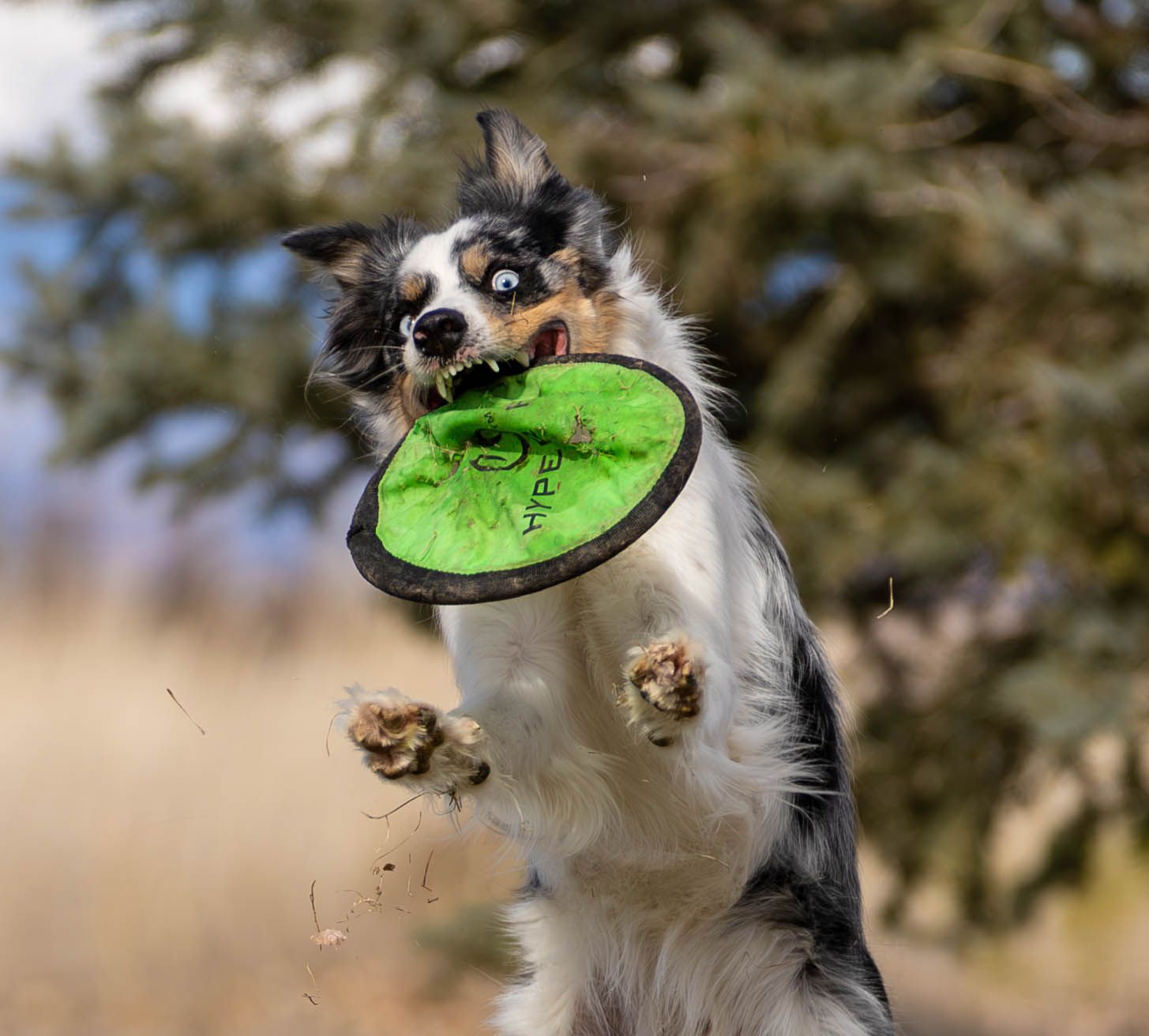 Frisbee Photography