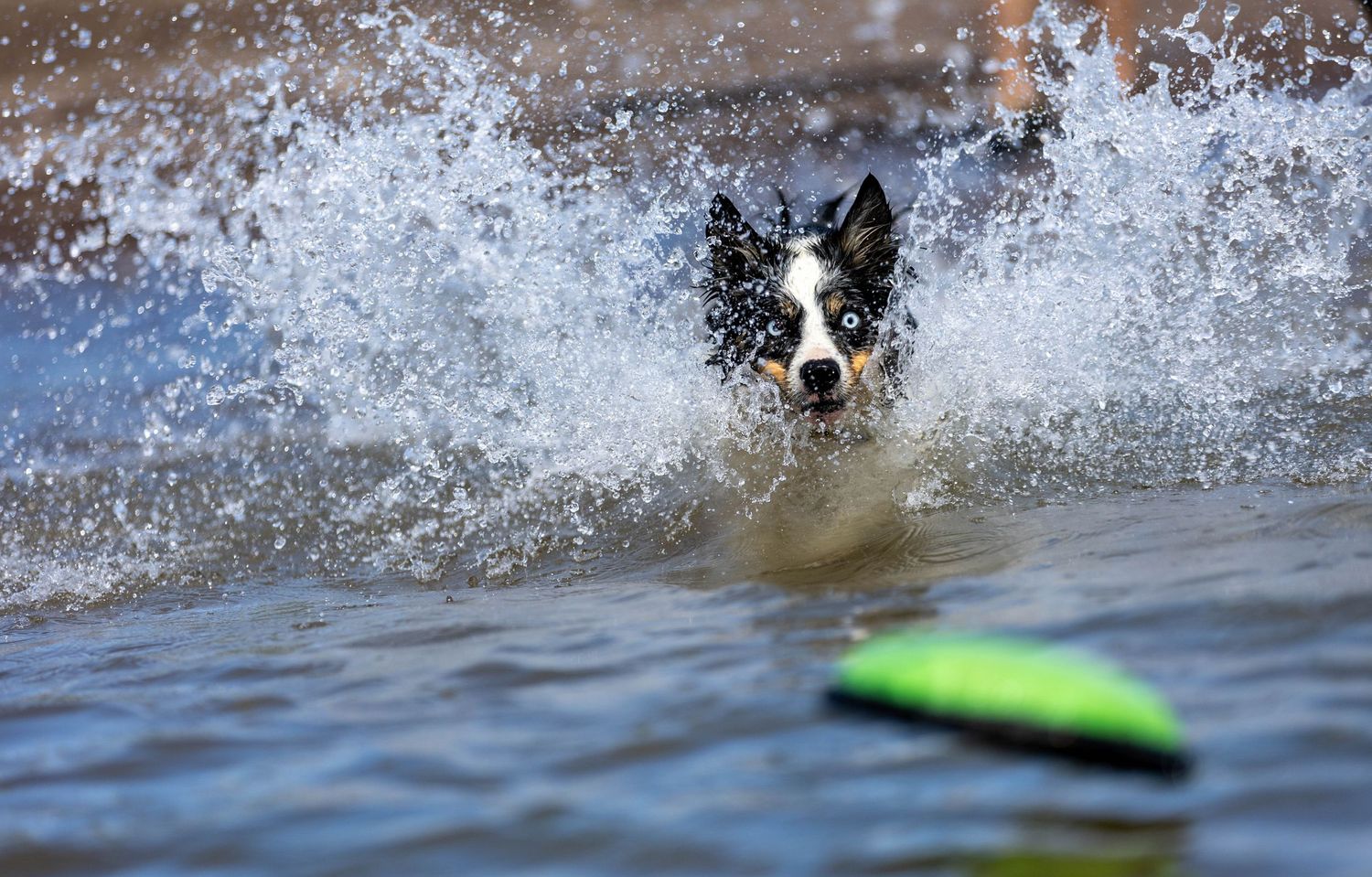 Dog Water photography