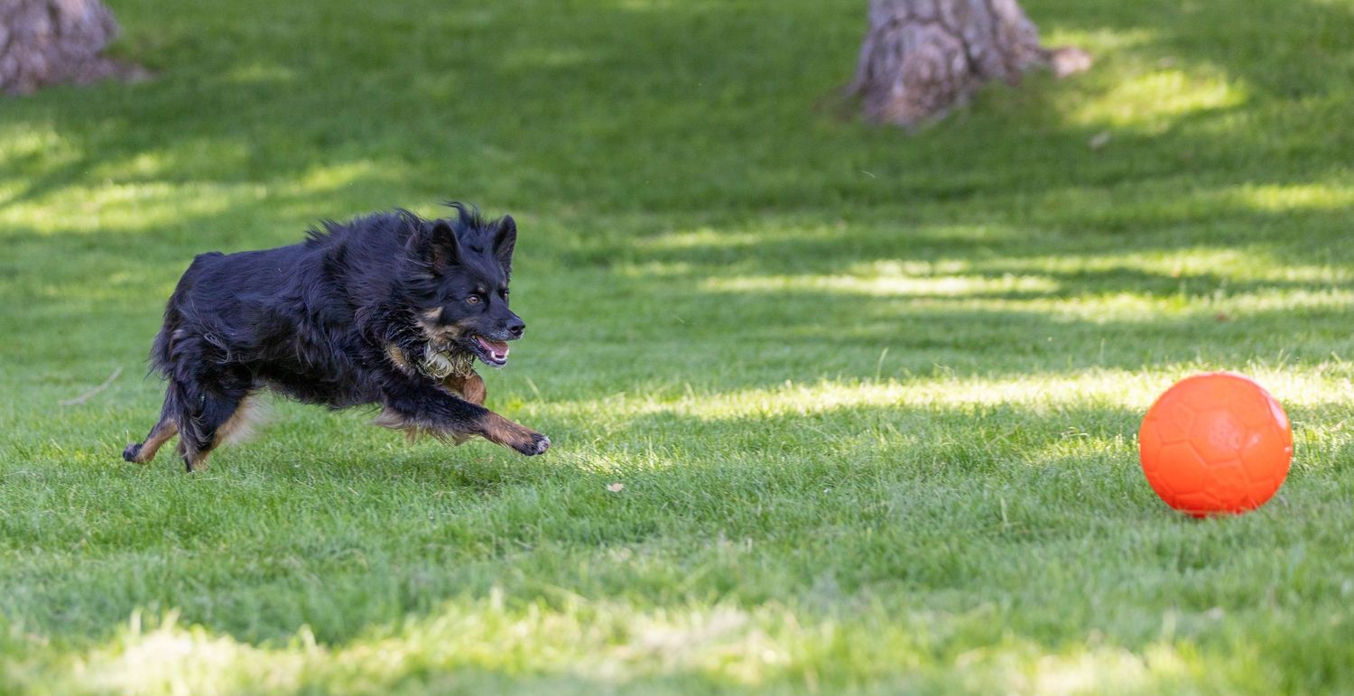 Dog action photography