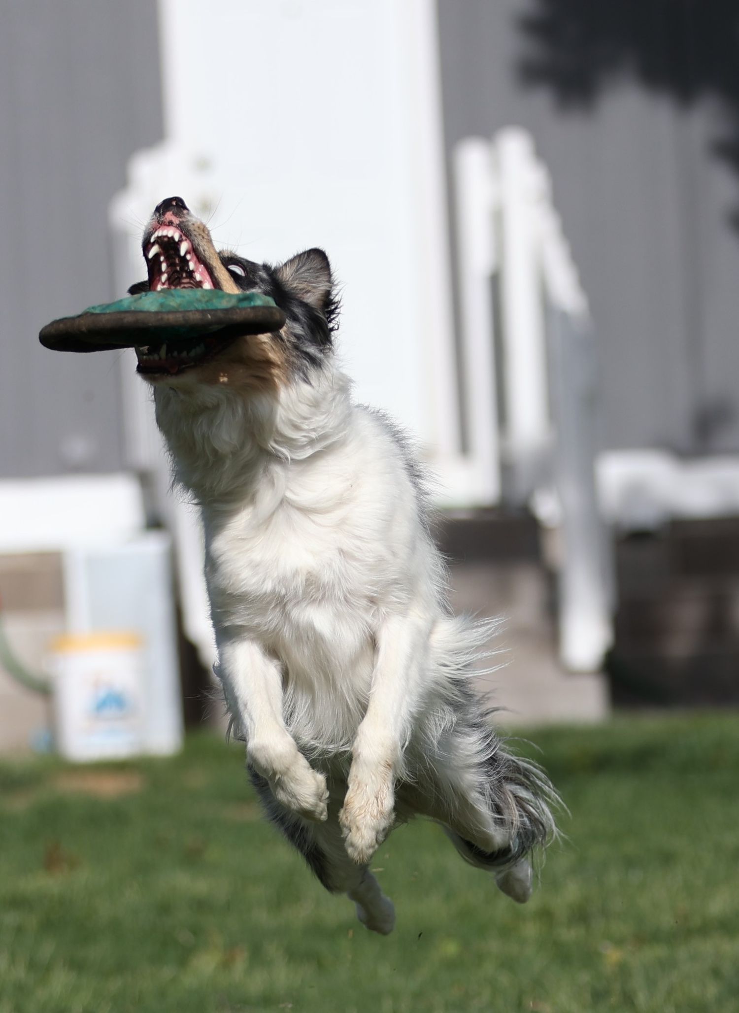Frisbee Photography