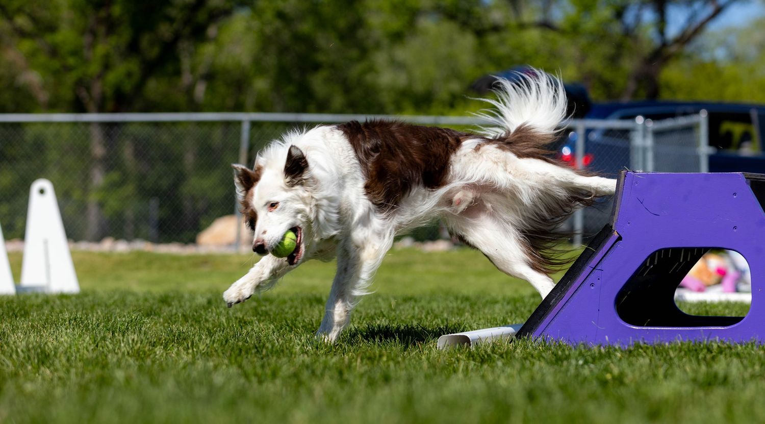 Flyball Photography