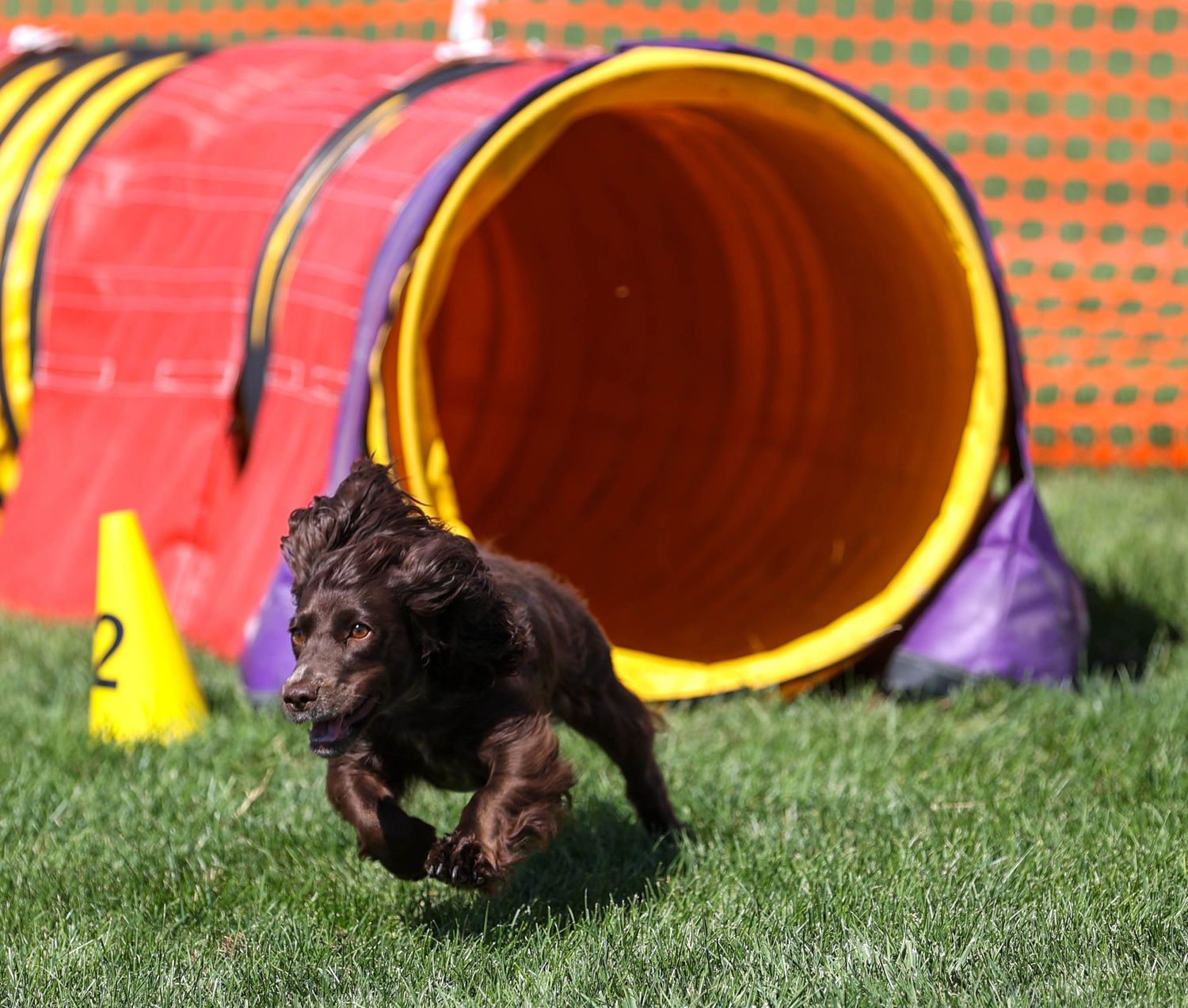 Dog agility photo