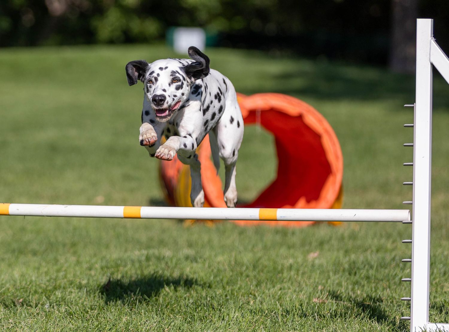 Dog agility photo