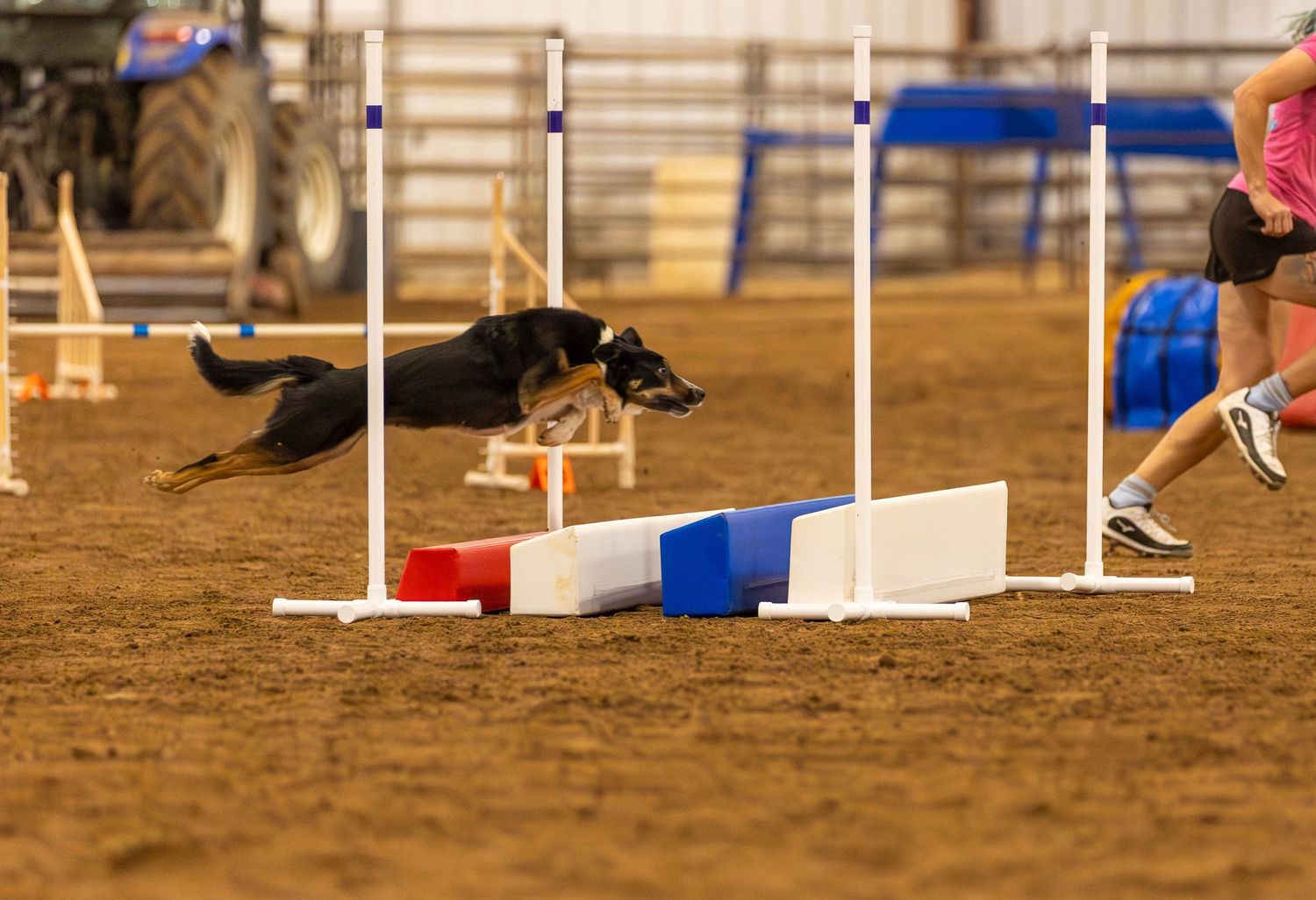 Dog agility photo