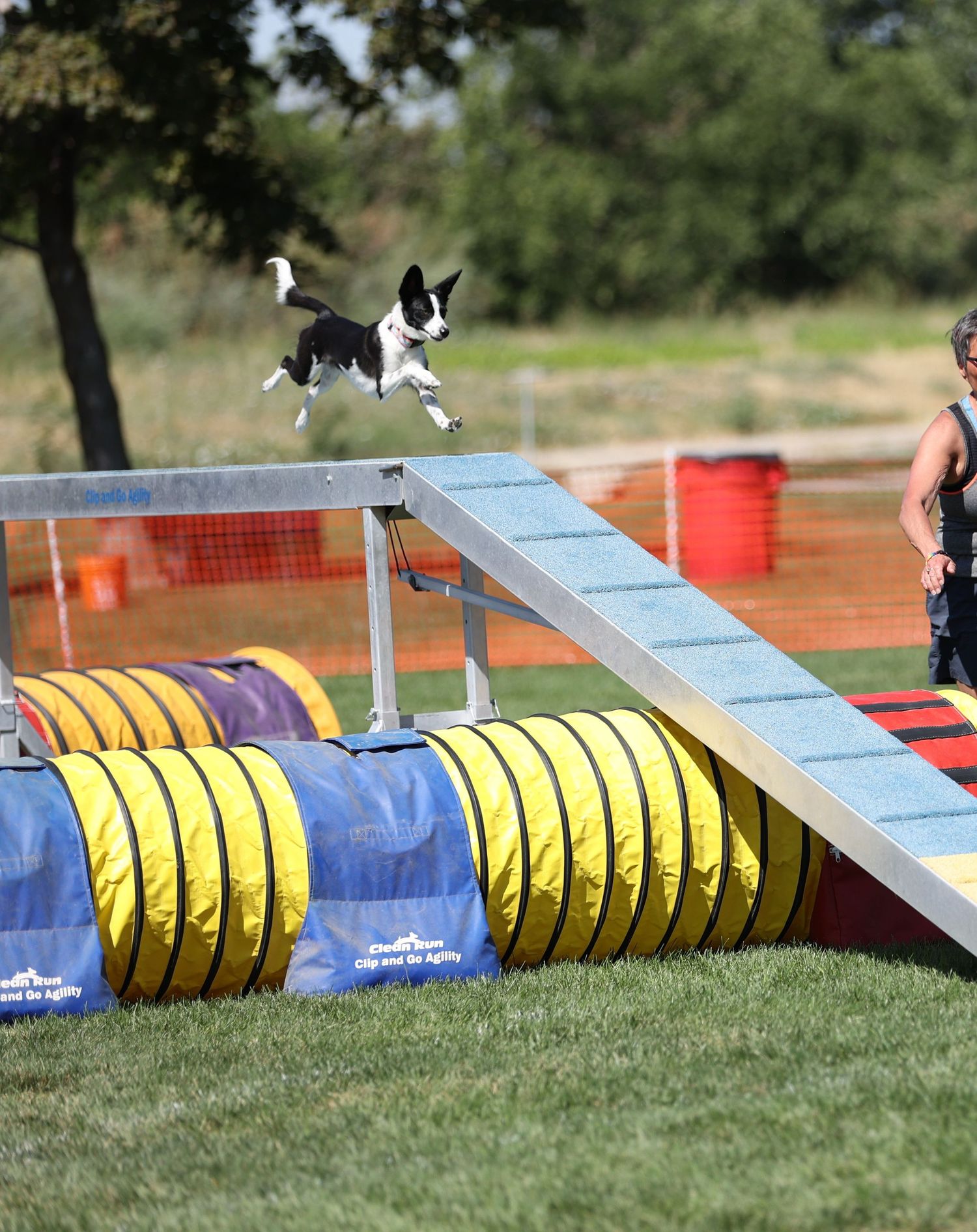 Dog agility photo