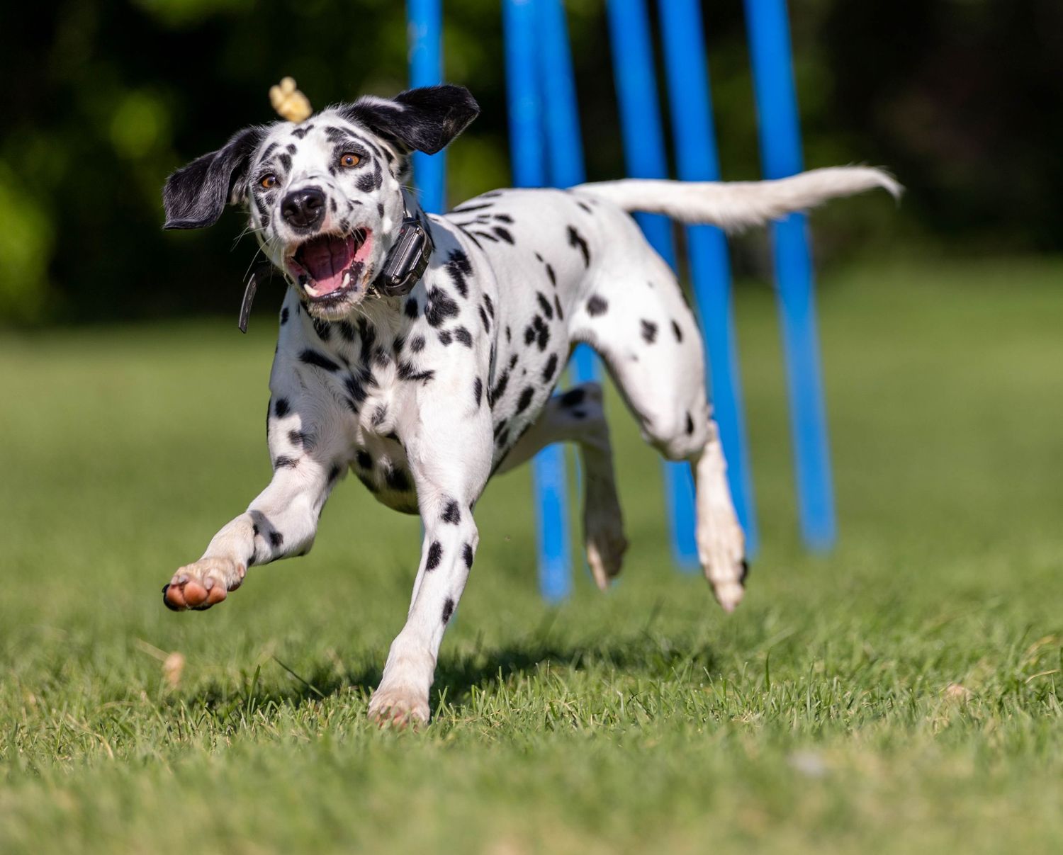 Dog agility photo