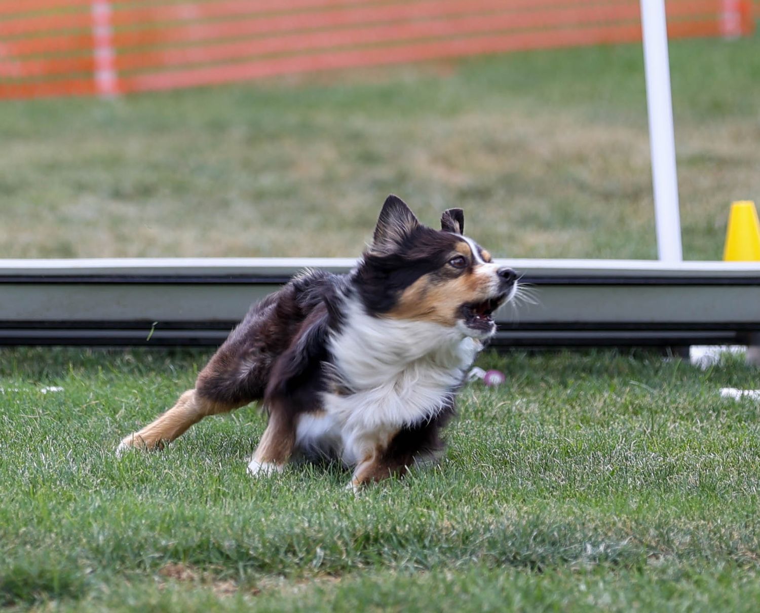 Dog agility photo