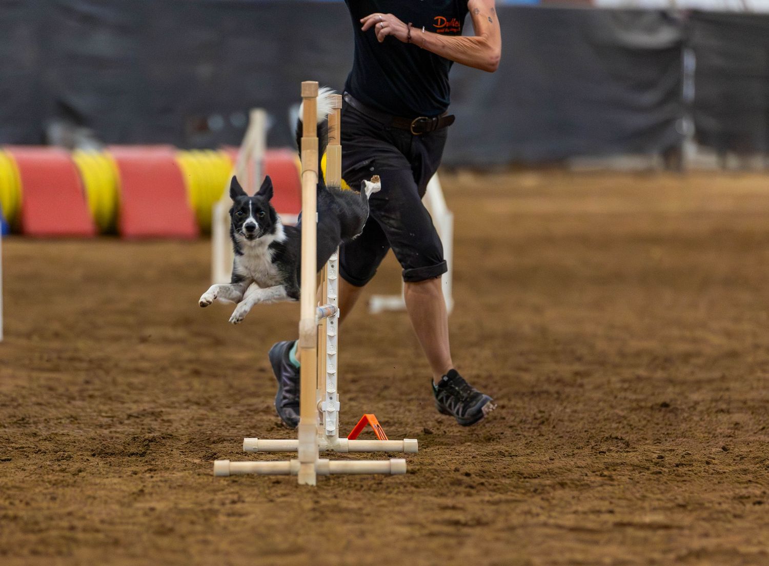 Dog agility photo