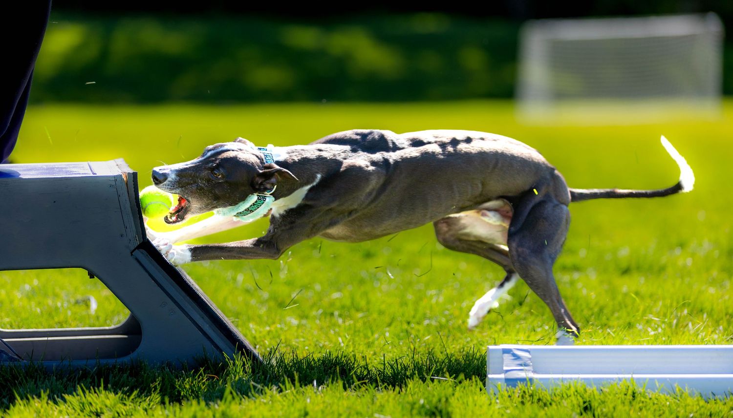 Flyball Photography