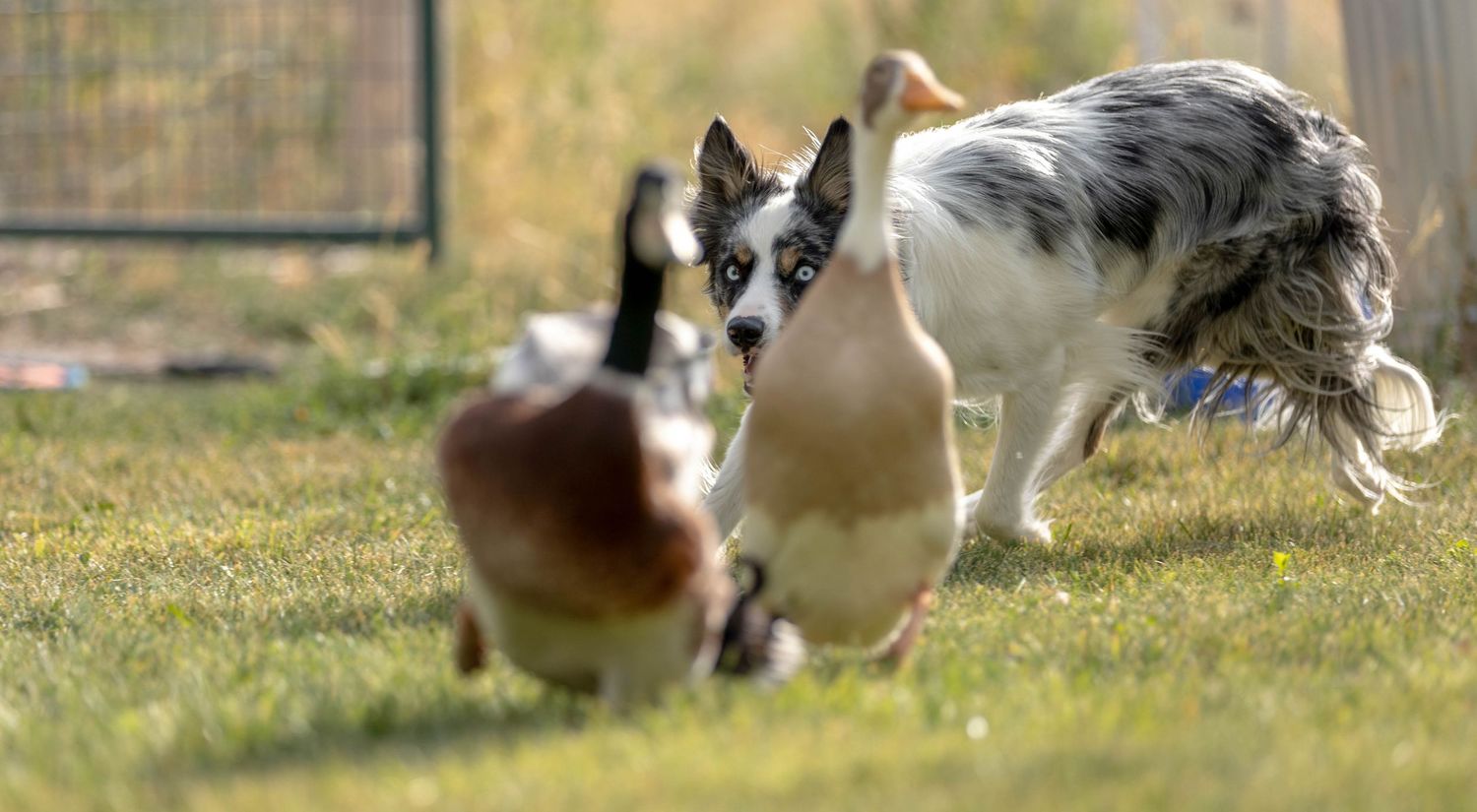 Herding photgraphy