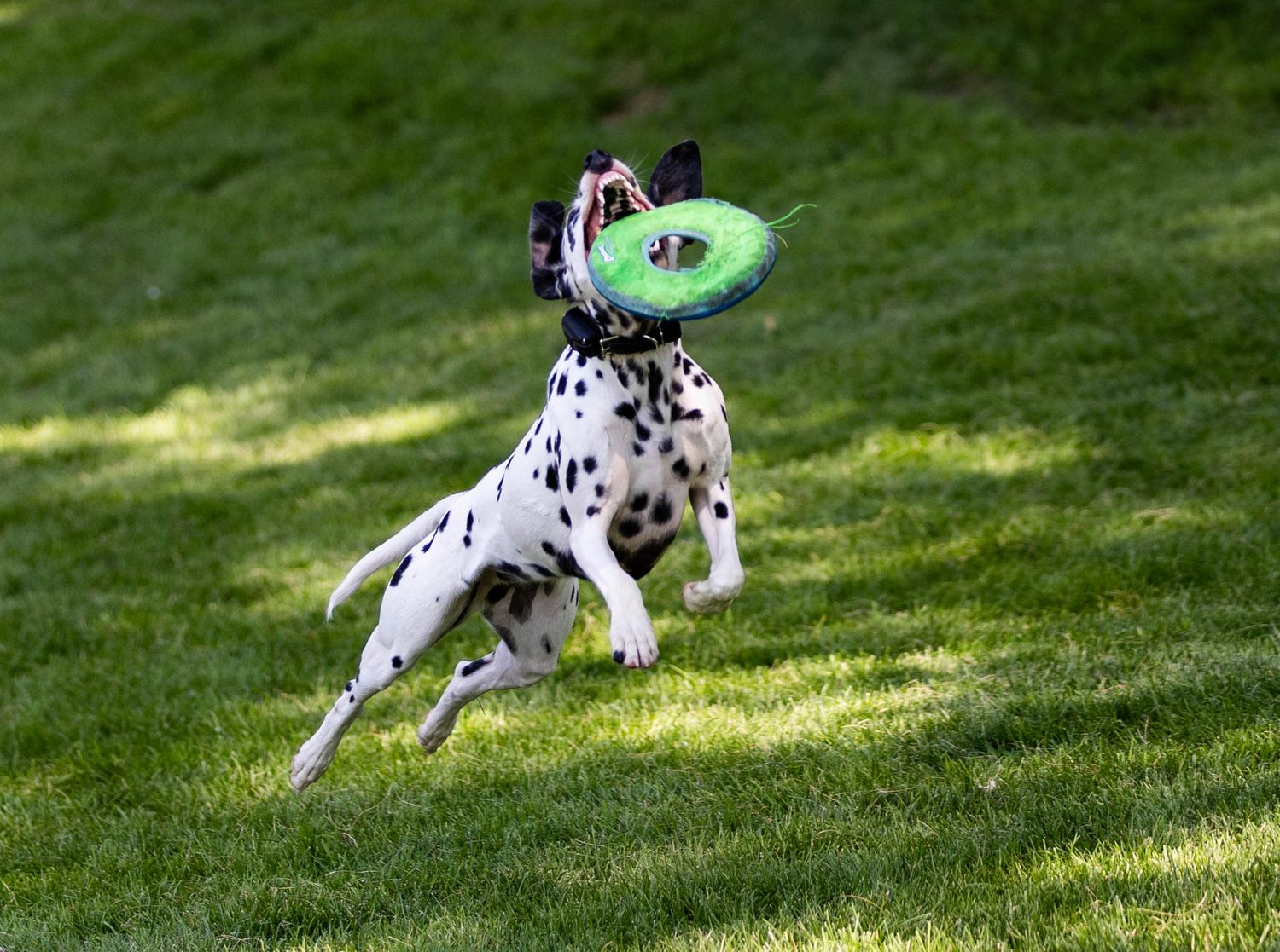 Frisbee Photography