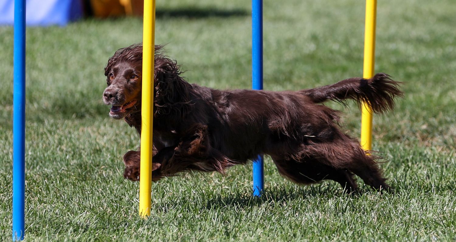 Dog agility photo