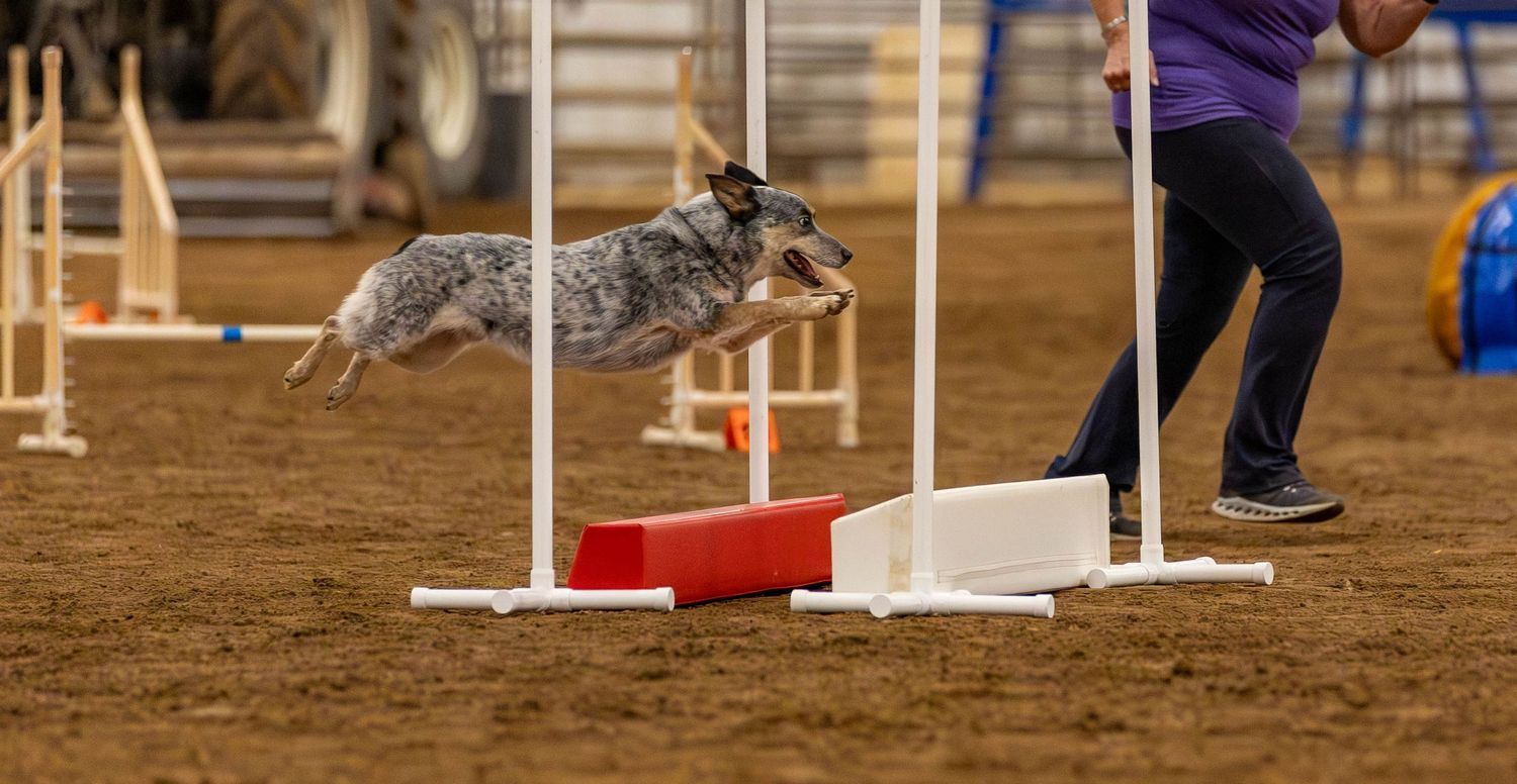 Dog agility photo