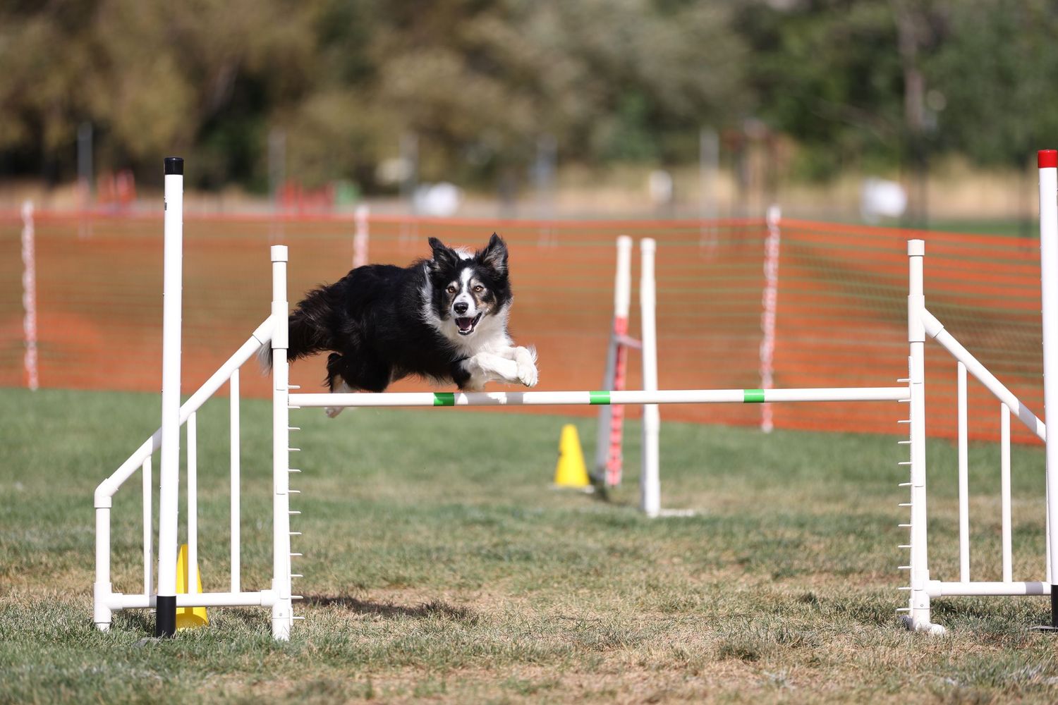 Dog agility photo