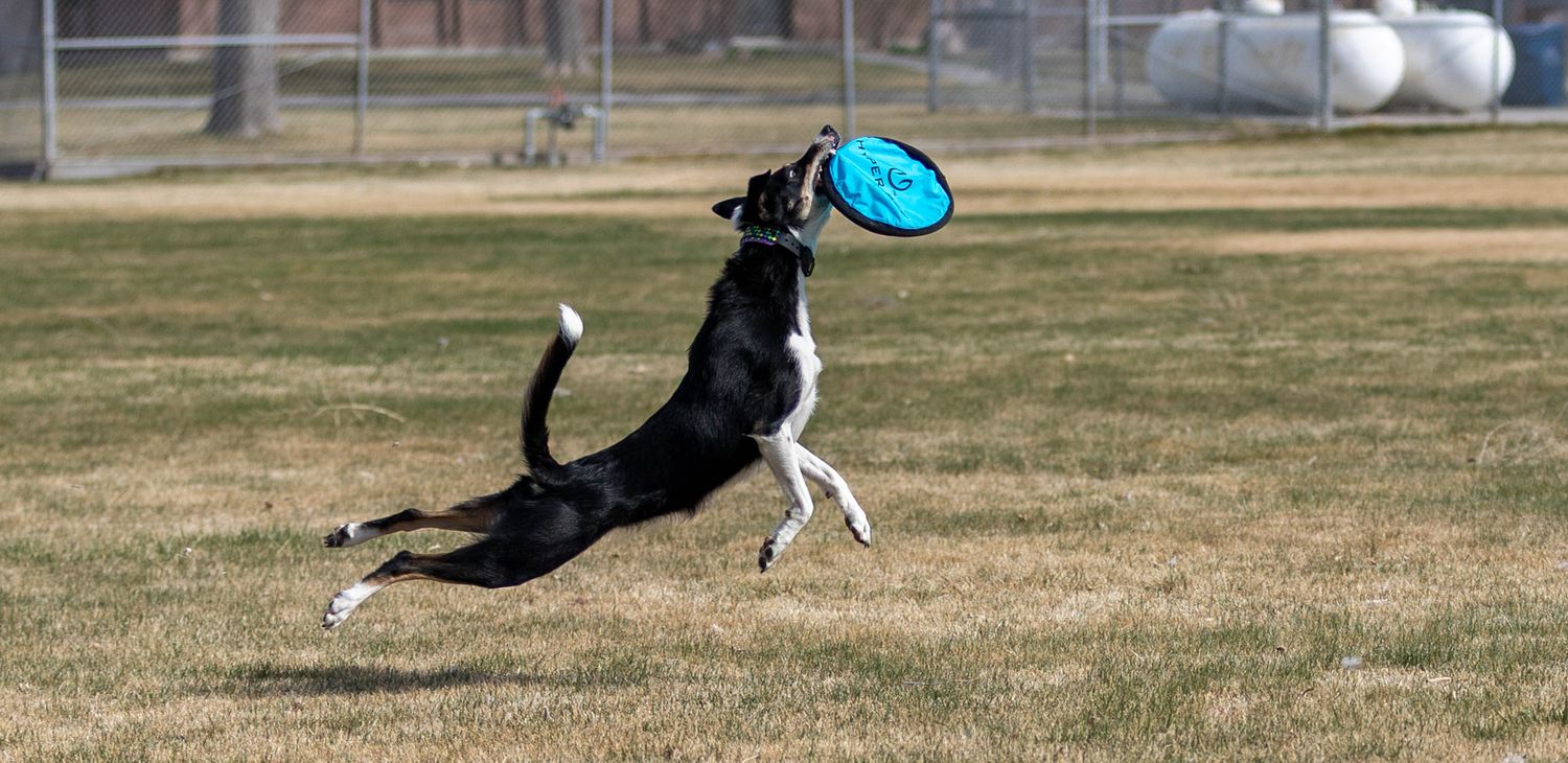 Frisbee Photography
