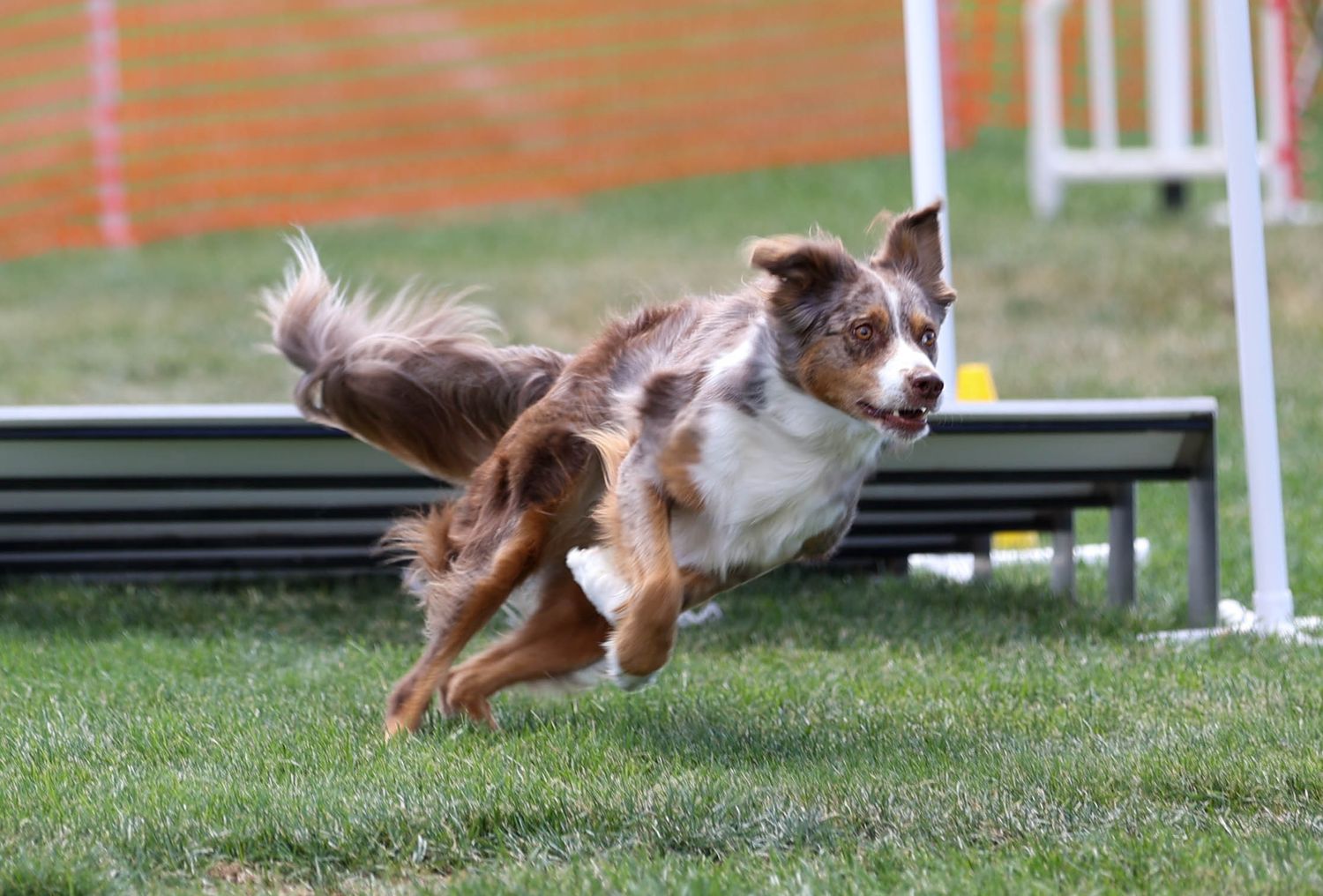 Agility Photo