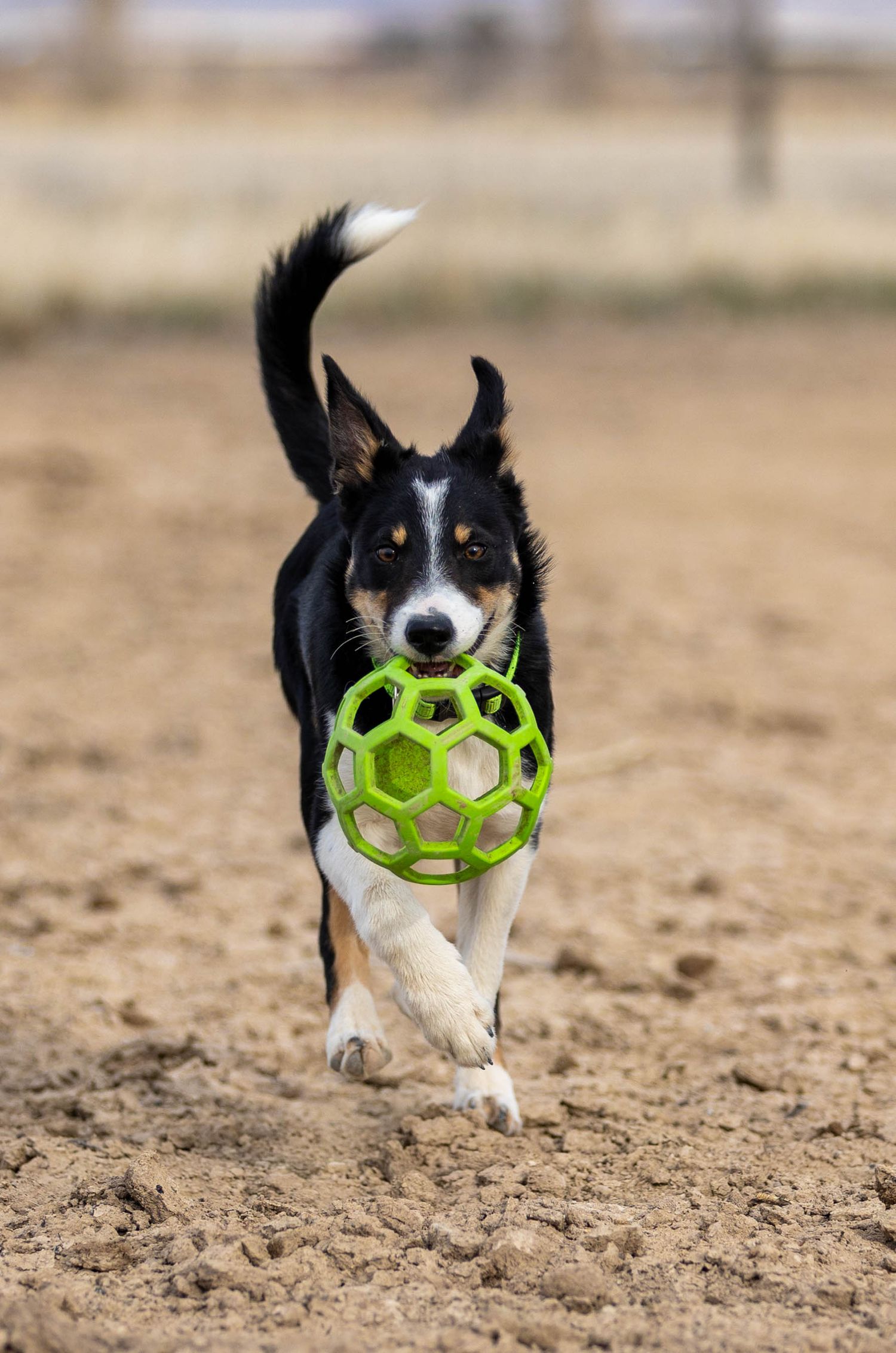Dog Action photography
