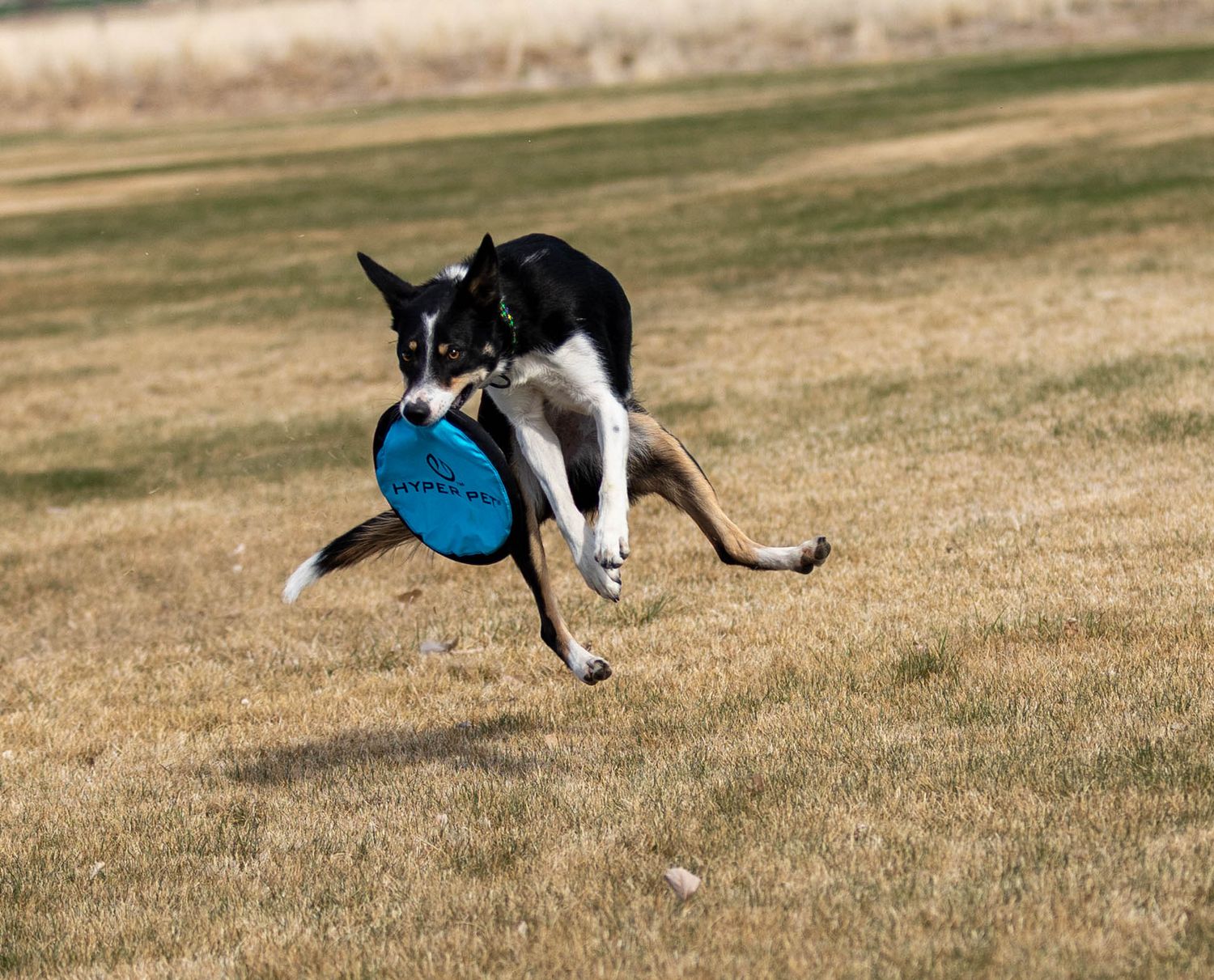 Frisbee Photography