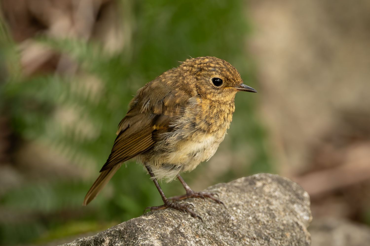 A small brown robin perched on a gray rock with green foliage in the background.
