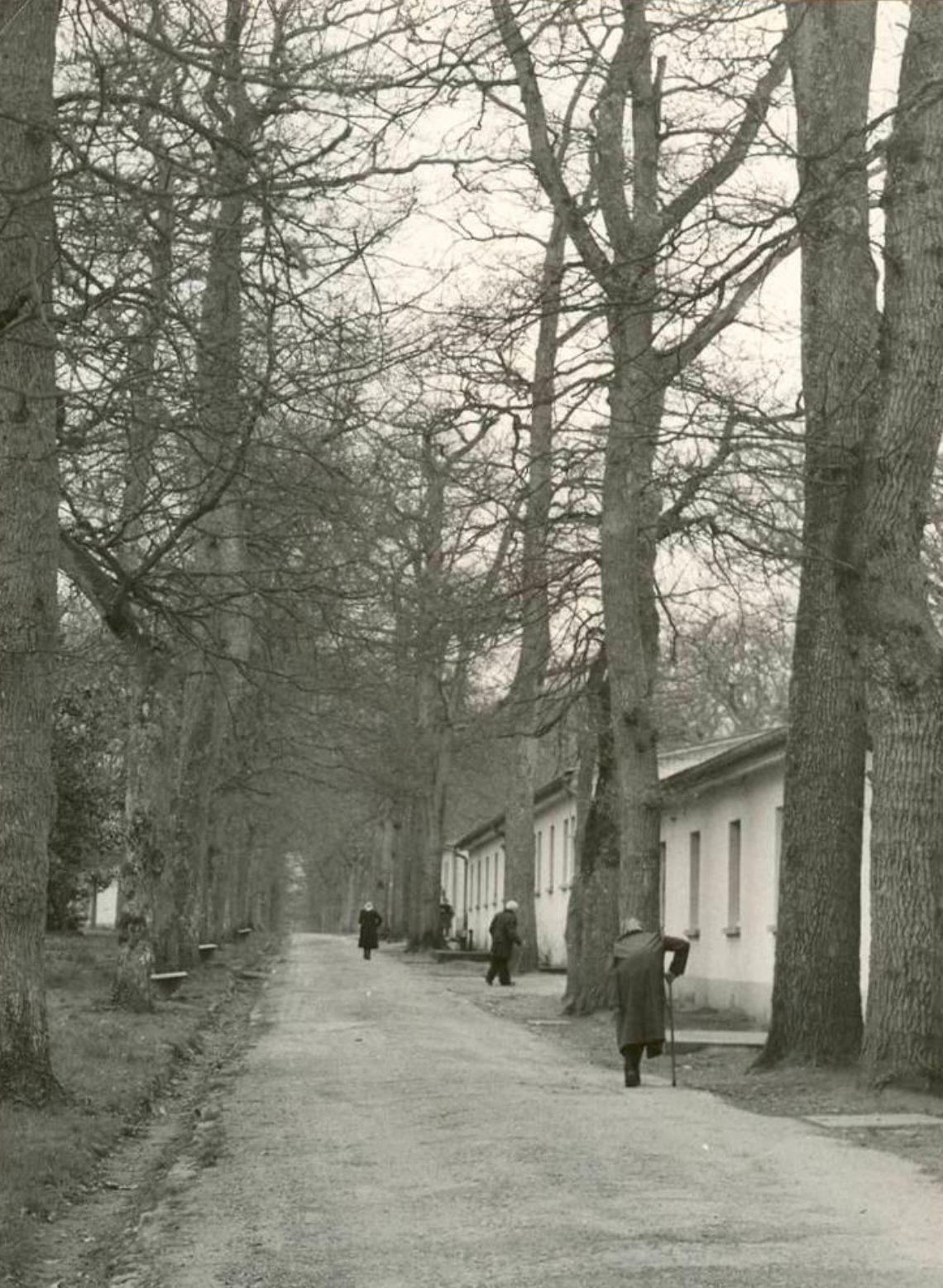 Black and white photo of people walking along a tree-lined path beside low white buildings.