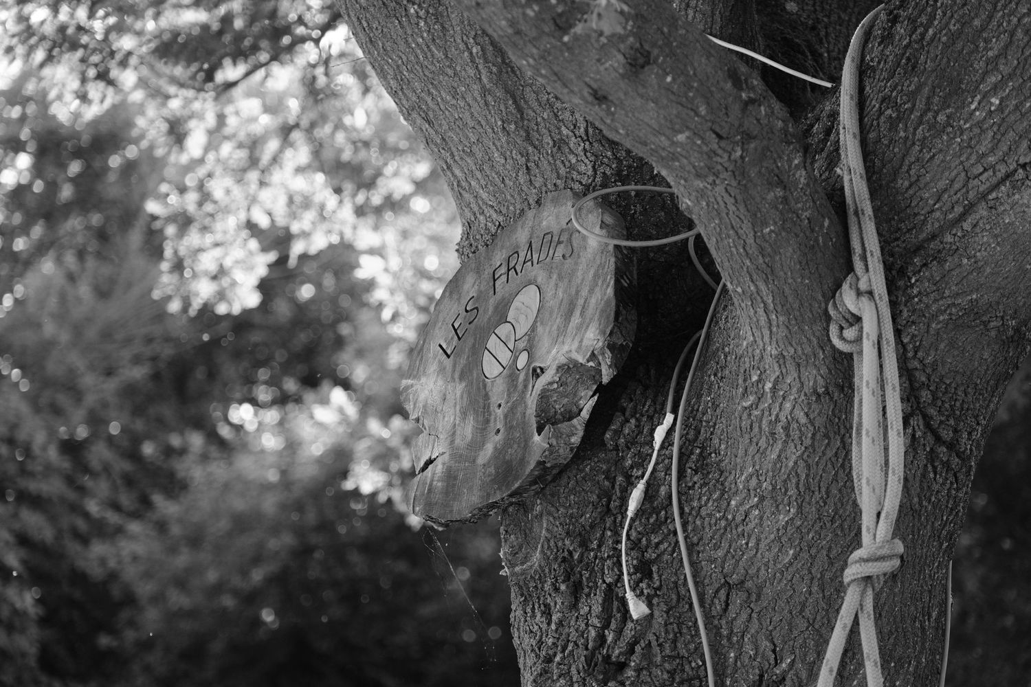 Black and white photo of a carved wooden sign on a tree trunk with rope, surrounded by lush foliage.