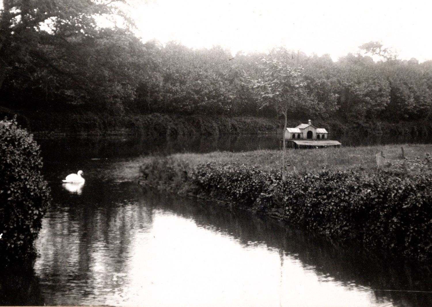 Vintage black and white photo of a swan on a calm river with a small boat house among trees.
