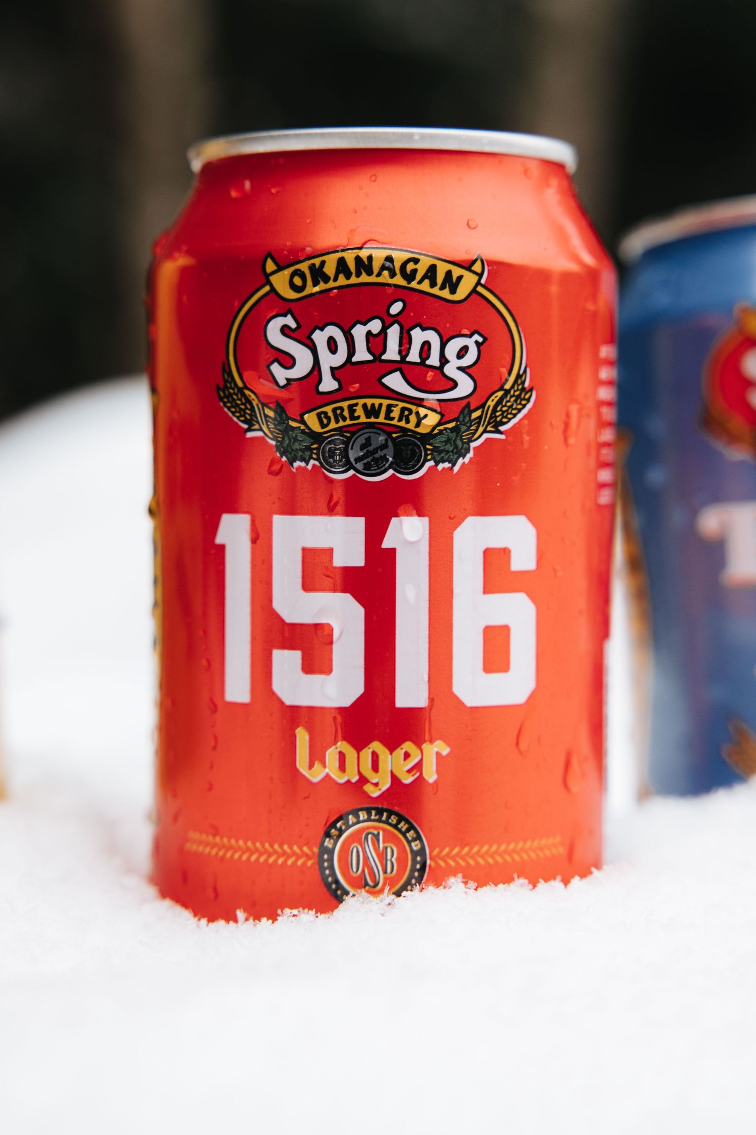 Spring Brewery 1516 lager can displayed in snow with detailed logo visible.