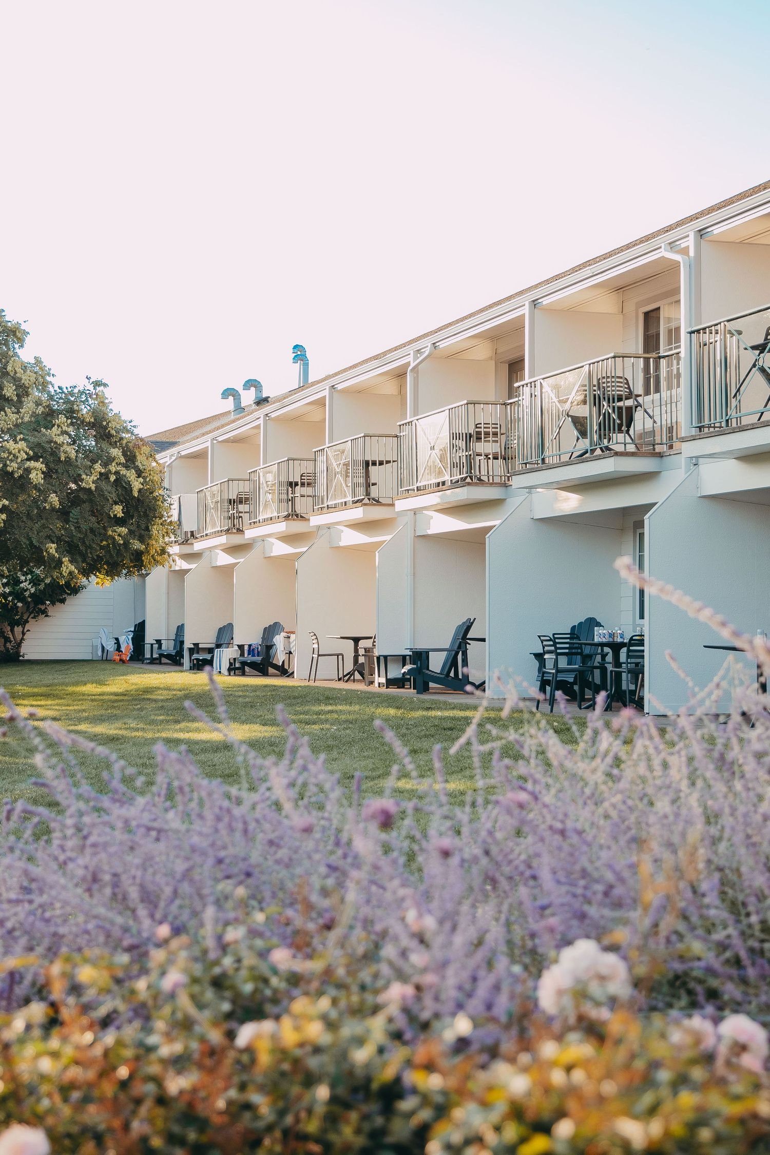 White motel buildings with private balconies surrounded by blooming lavender flowers.