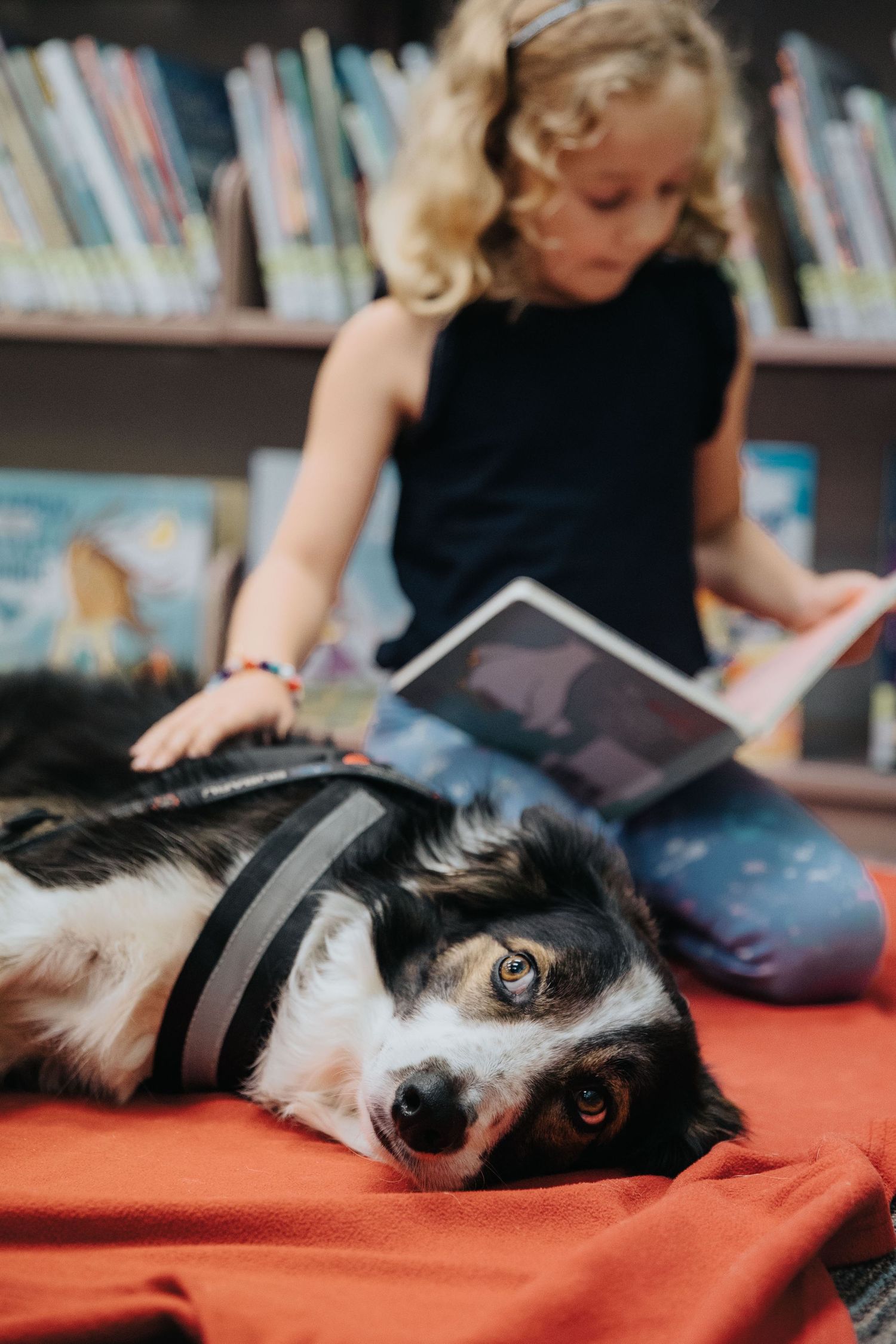 A black and white border collie lying on a red surface near bookshelves.
