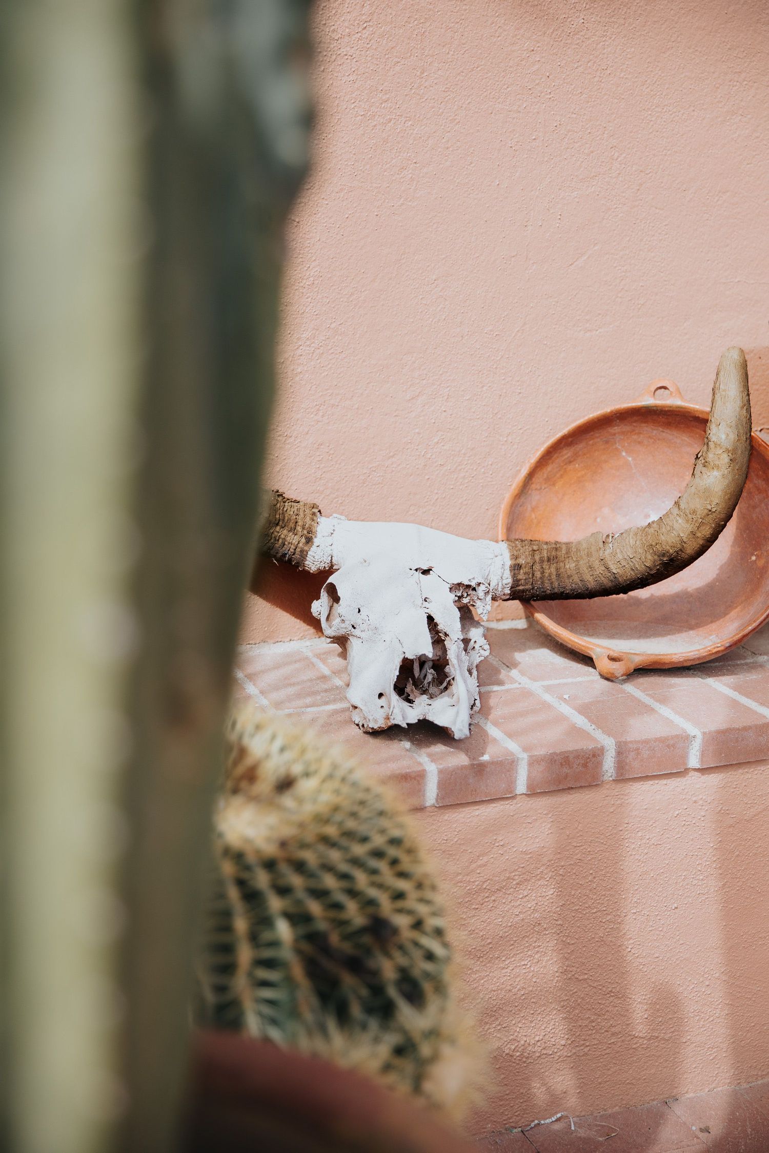 Close-up of a bull horn mounted on a pink wall with cactus in the foreground.